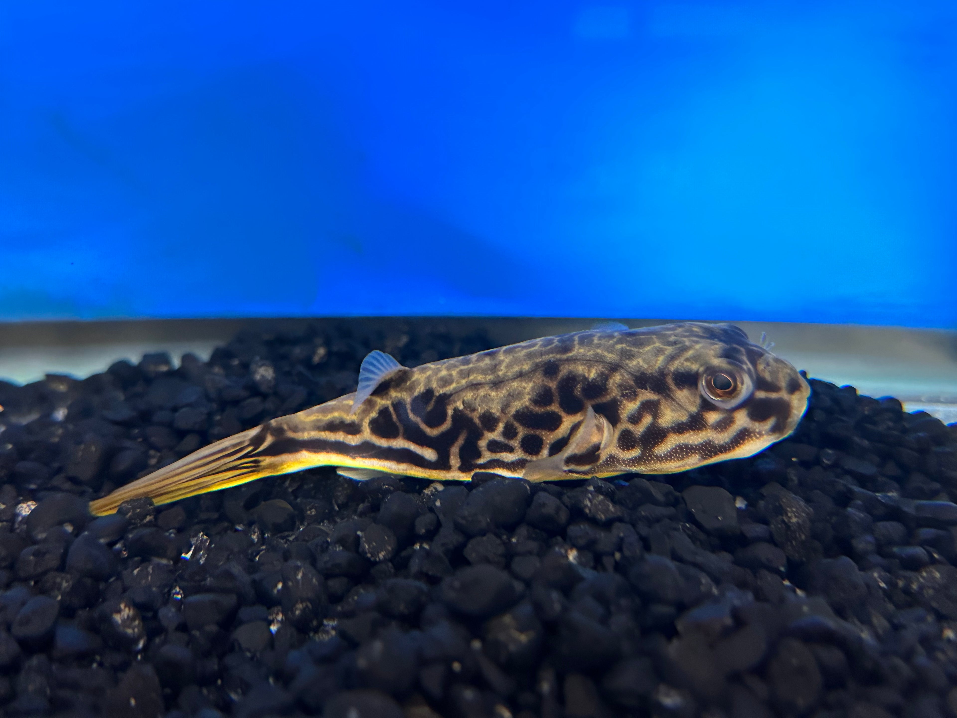 MBU Puffer (4”)