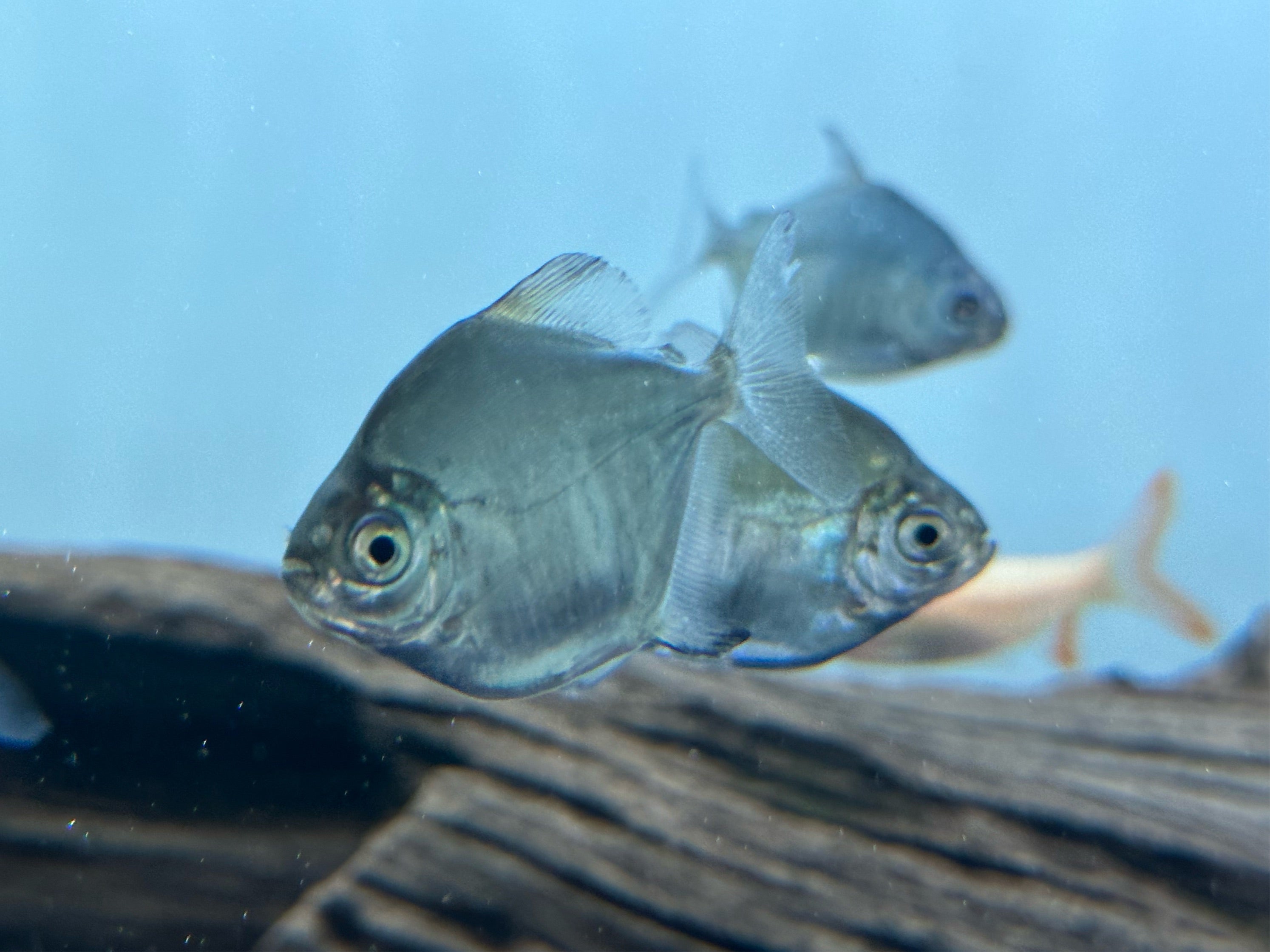 Tometes ancylorhynchus (2”)
