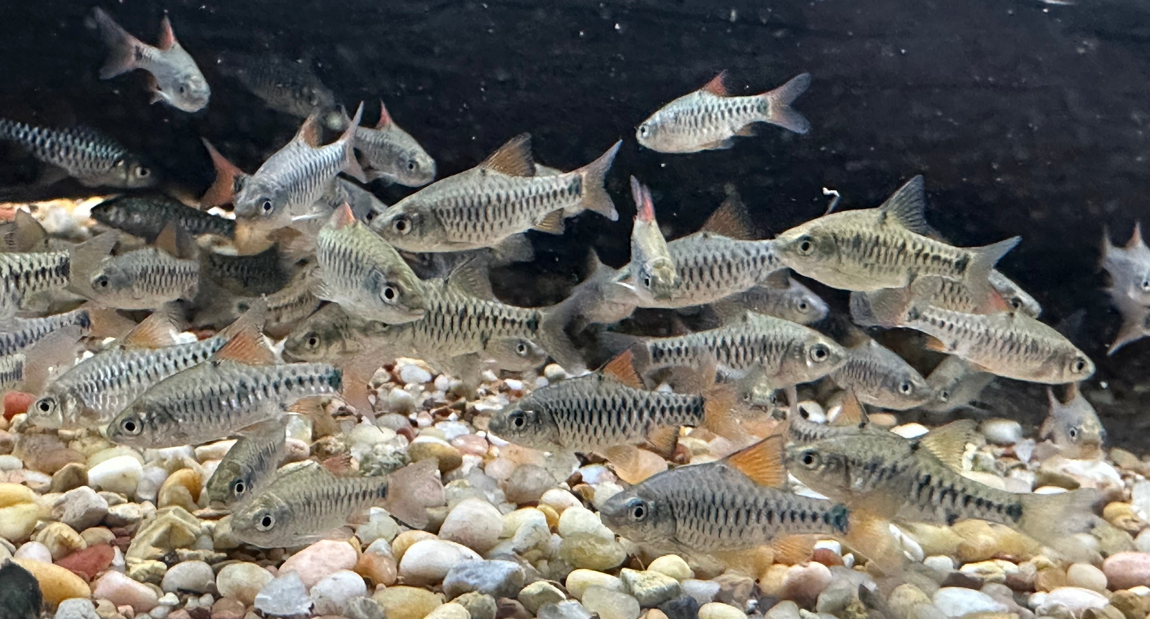 Checkered Barb (1.25”)