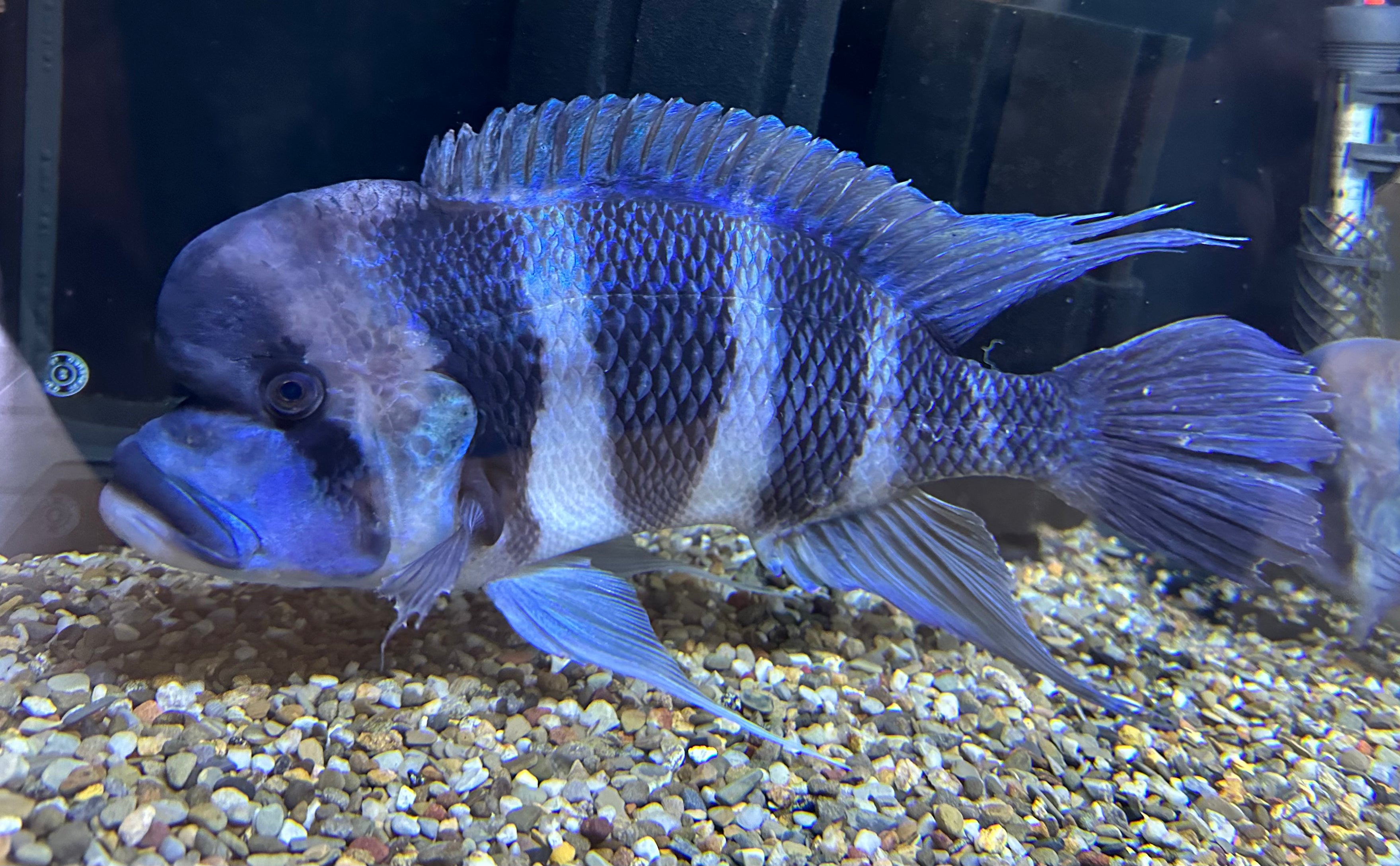 XXL Mpimbwe Frontosa (12”+)