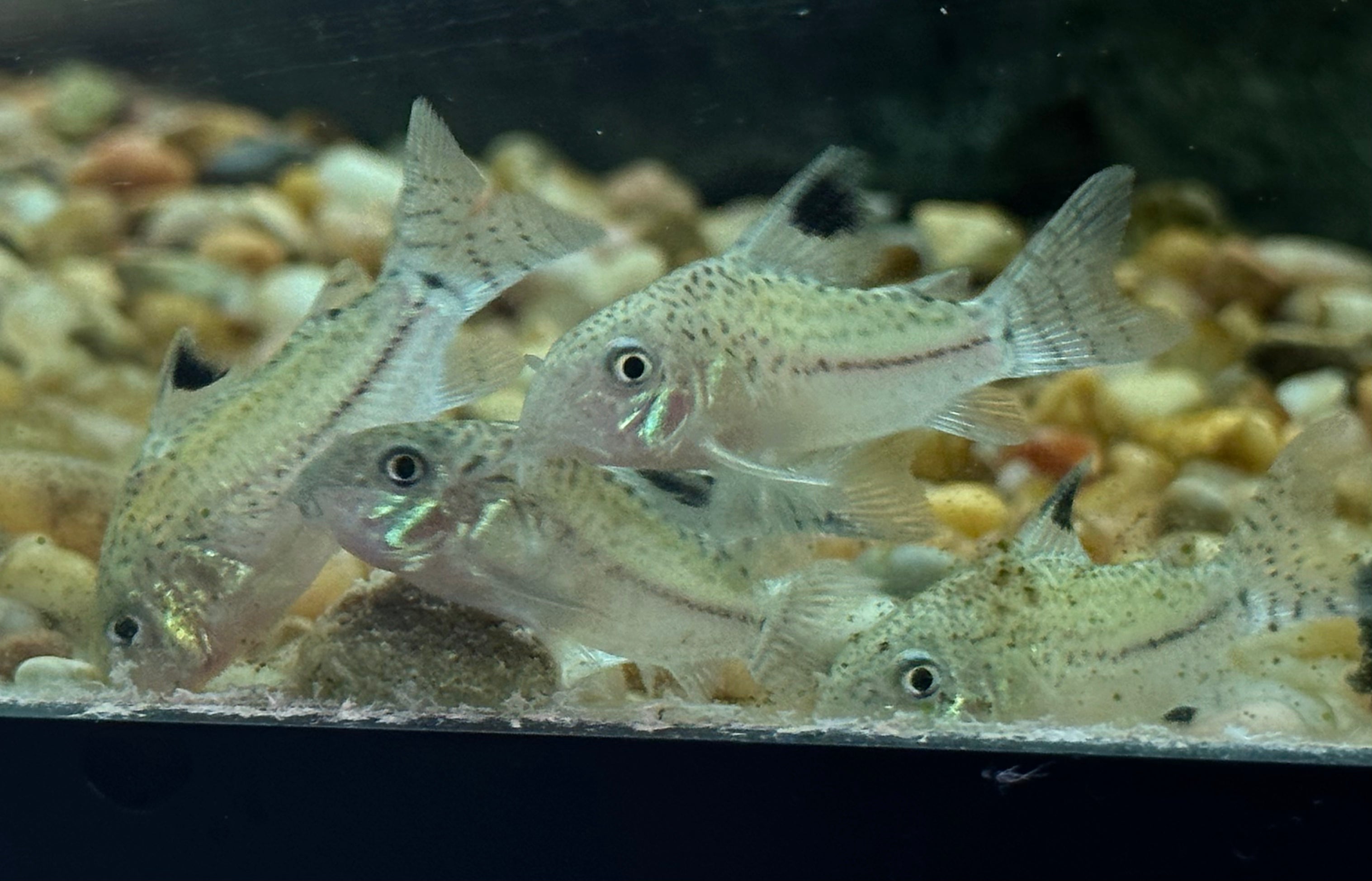 Corydoras Julii (1,5”)