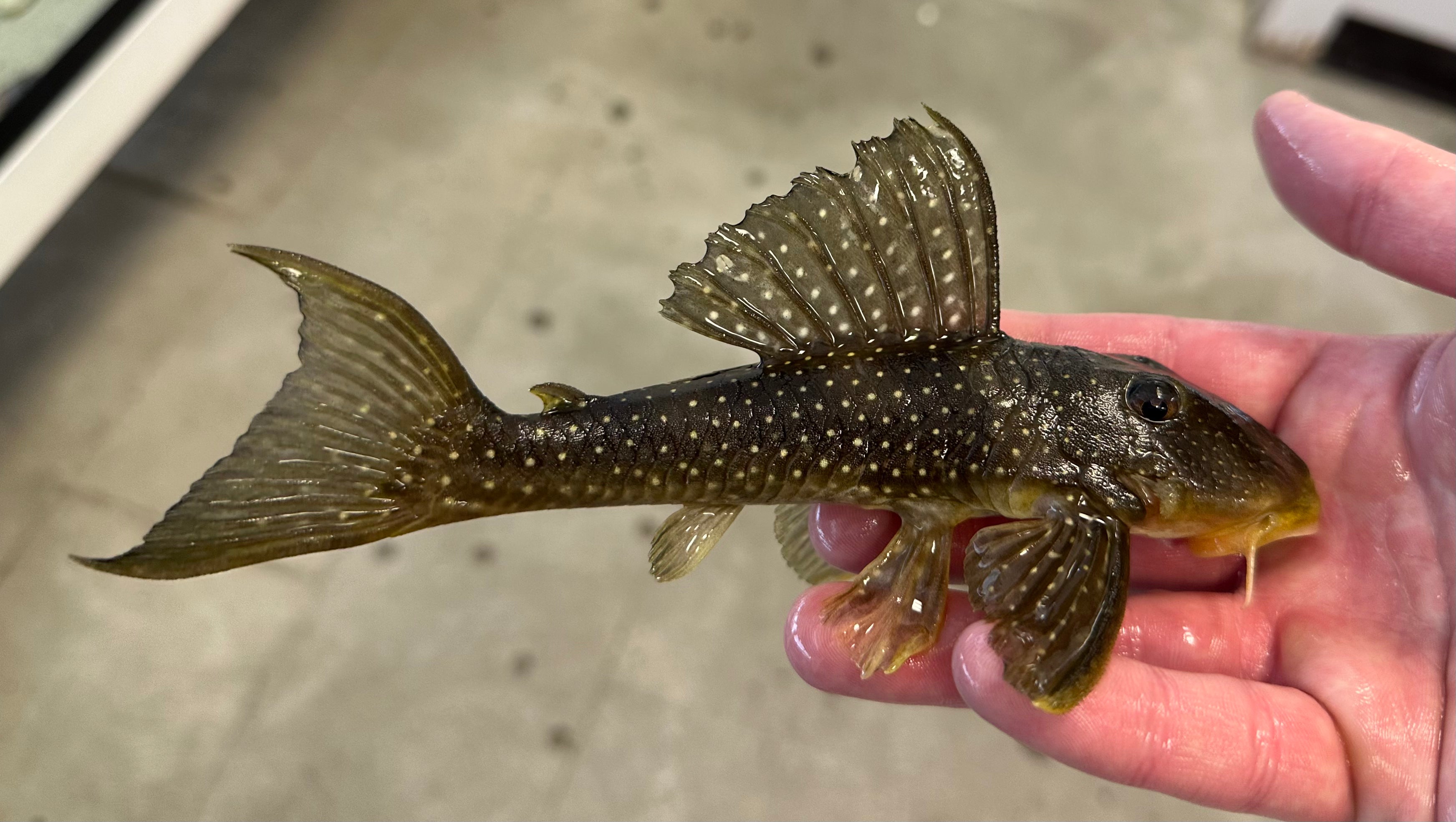 L133 Scobinancistrus sp Pleco (8”)