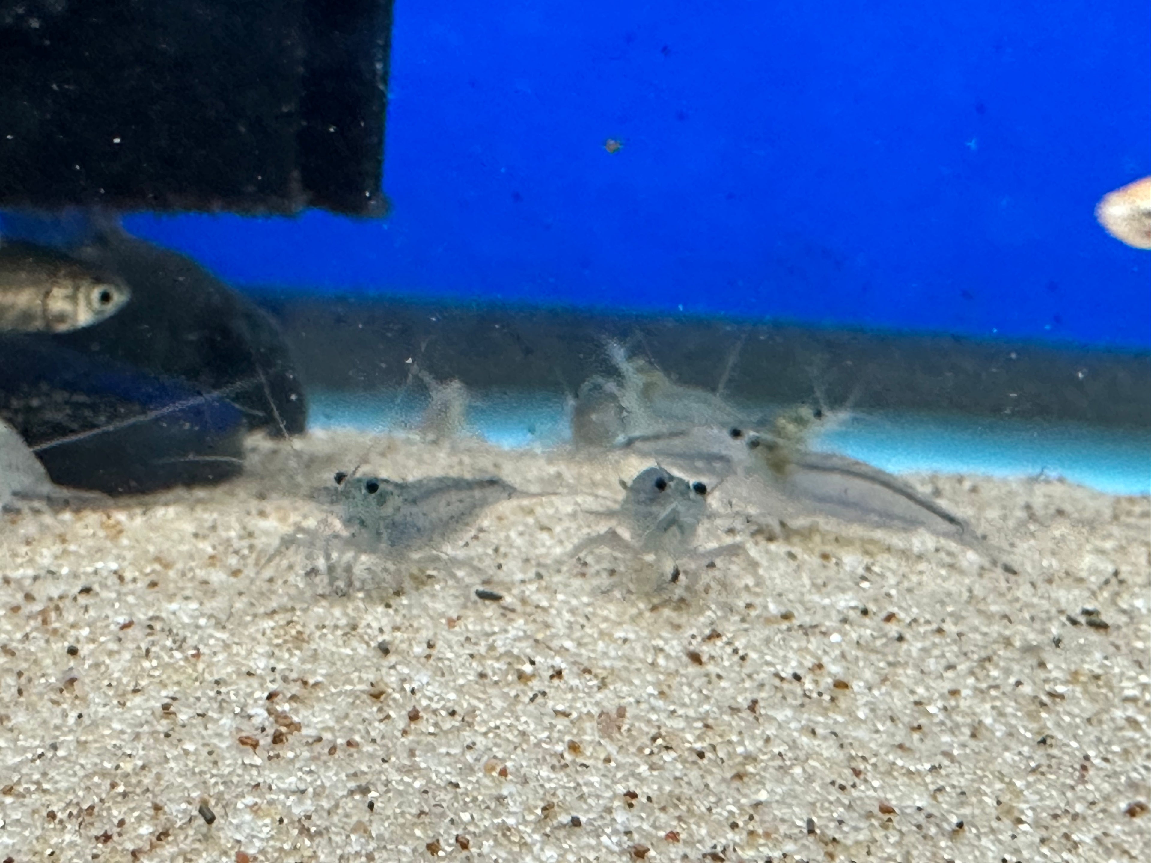 Amano Shrimp (.75-1”)
