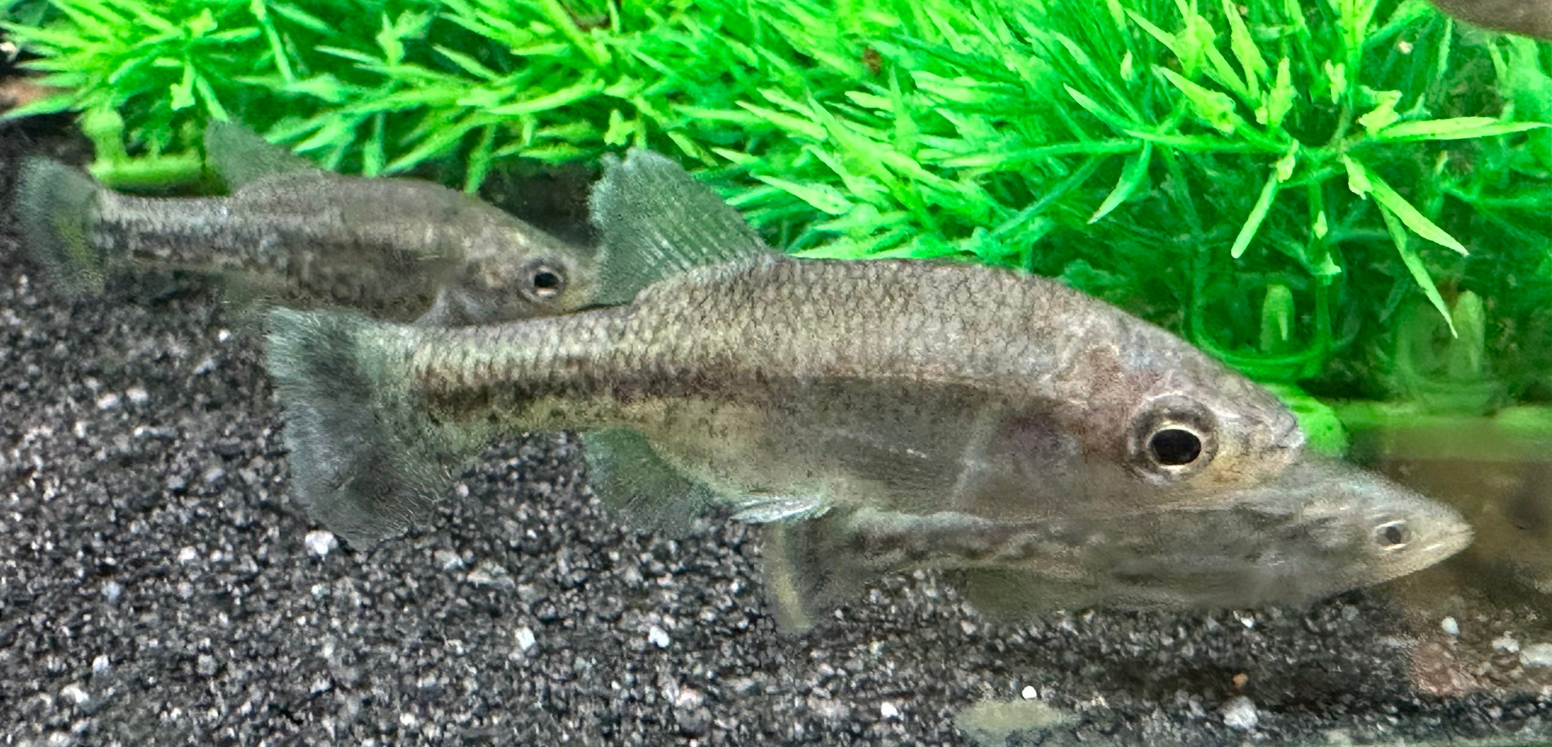 Goodied Livebearer (1.5”)