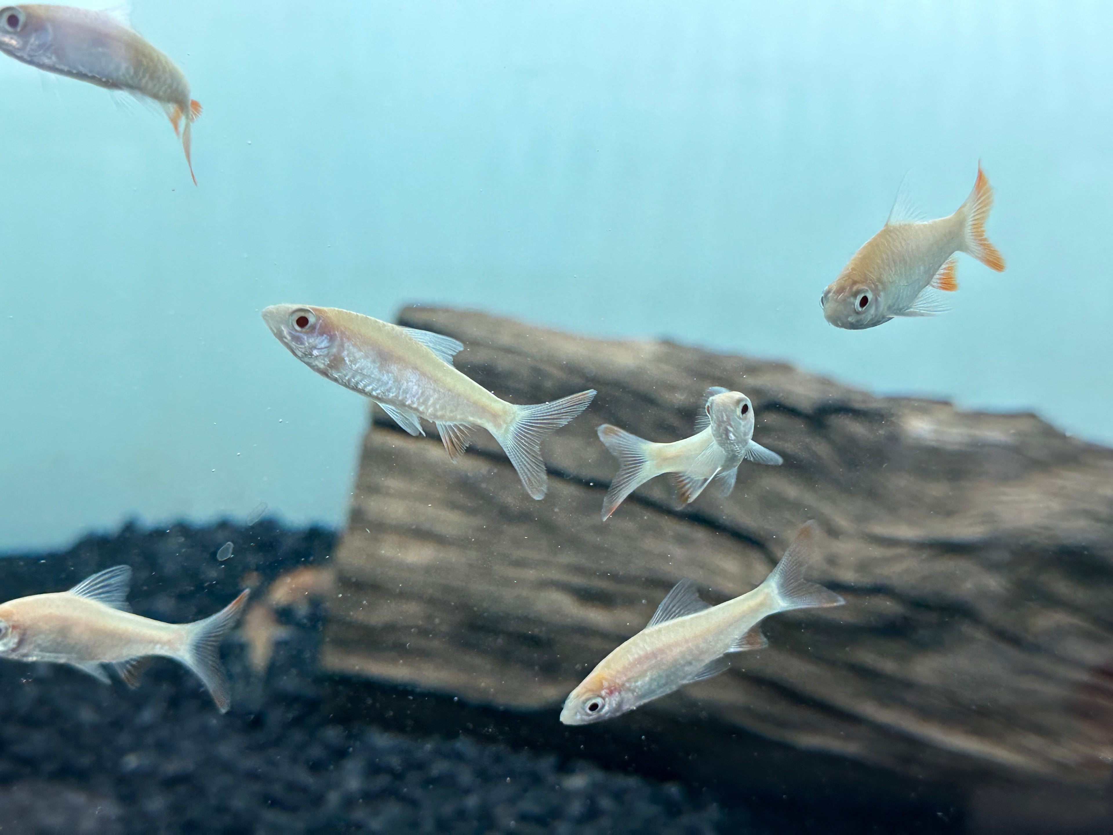 Albino Arulius Barb (2”)
