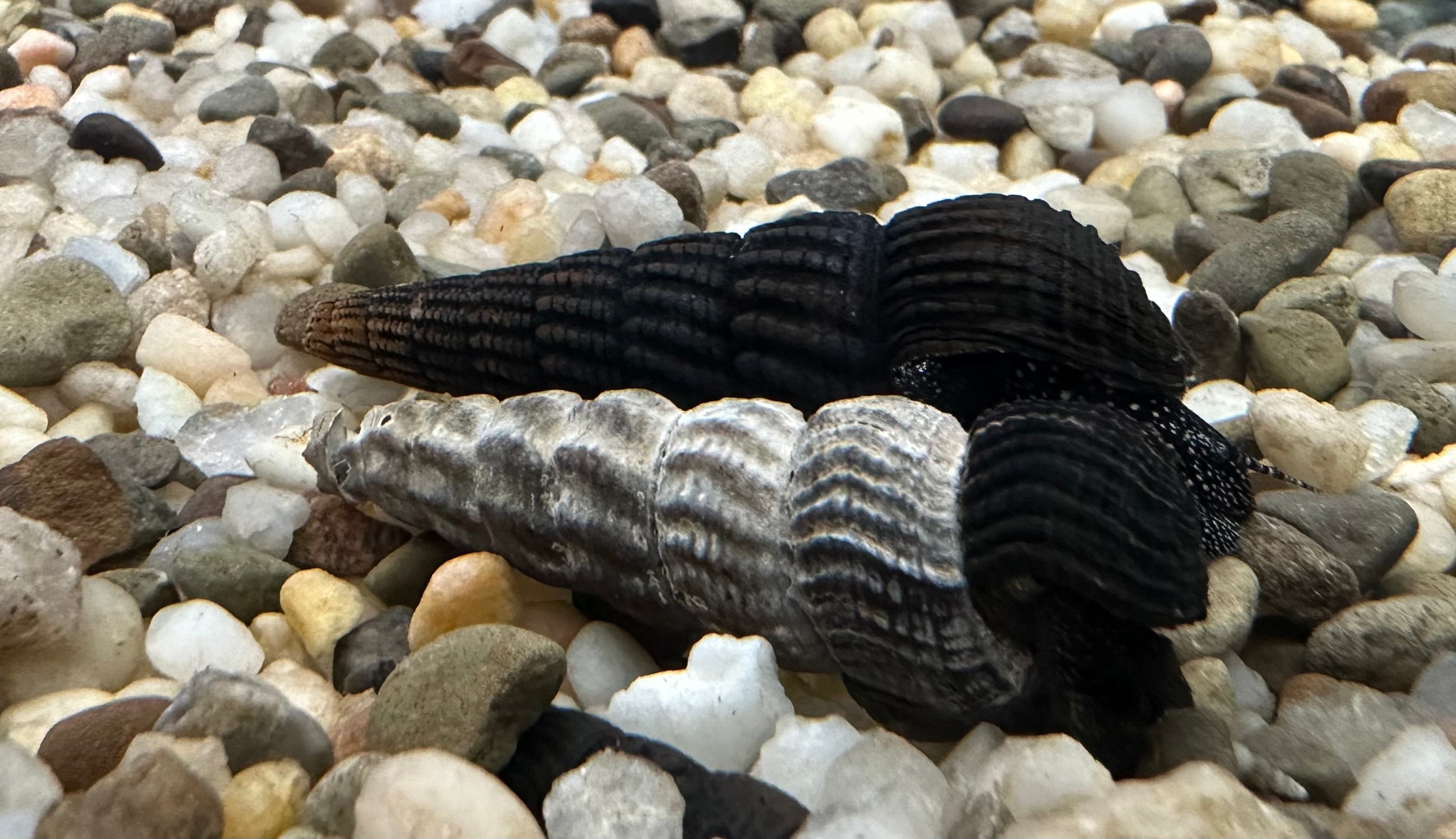 Rabbit Snails (2”)
