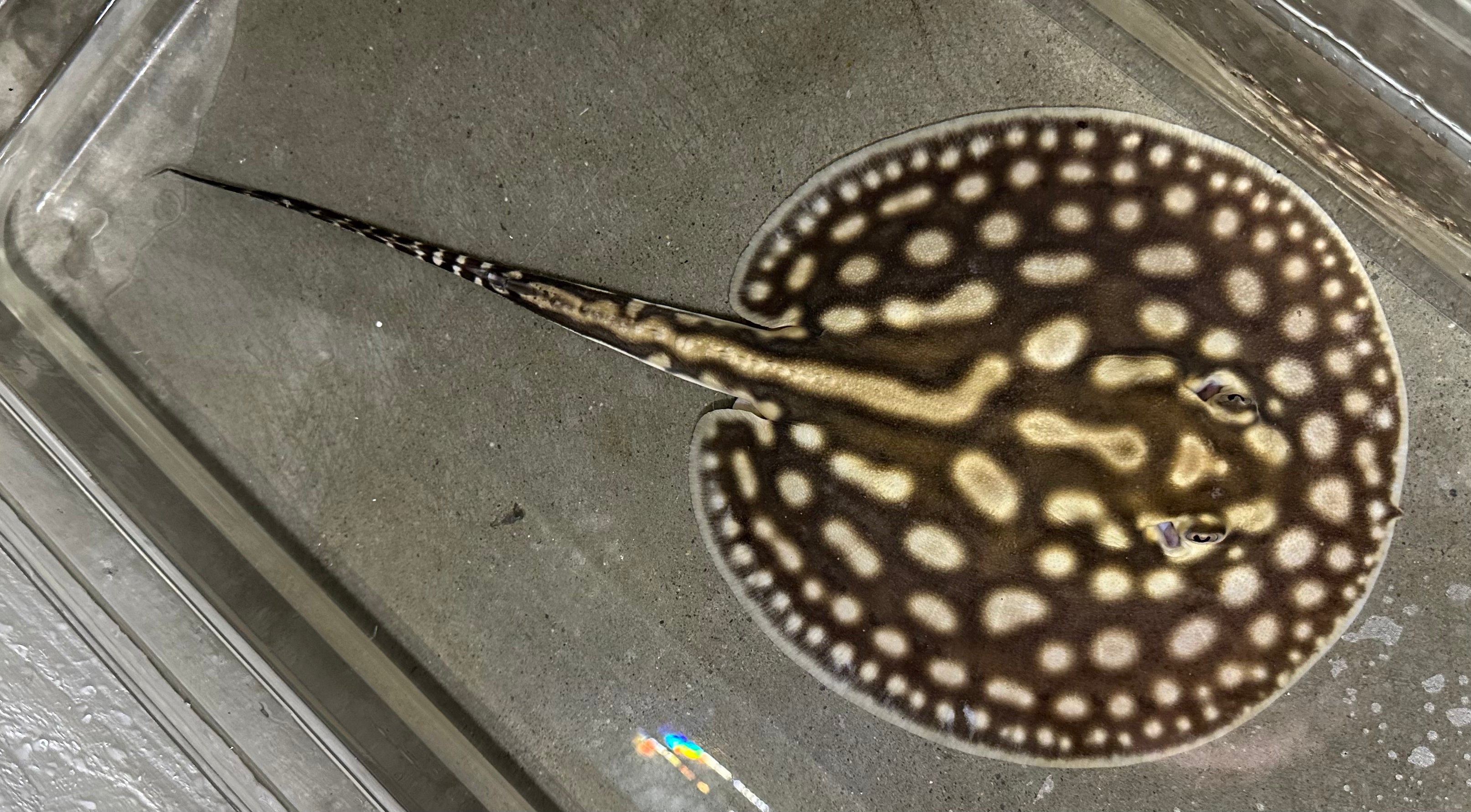 Line Pearl Stingray (Male 8”)