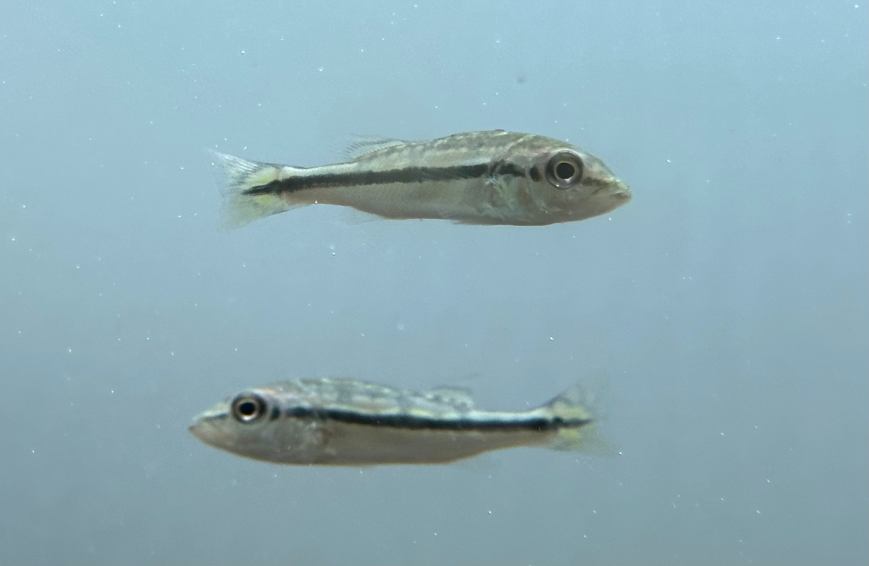 Baby Azul Peacock Bass (2”)