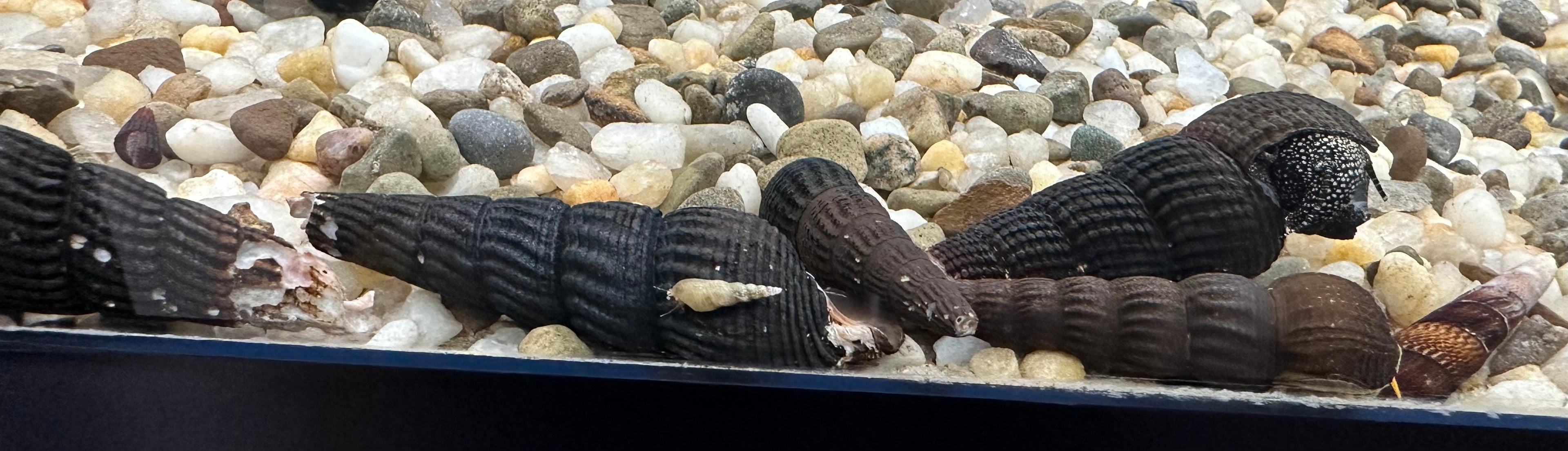 Rabbit Snails (2”)