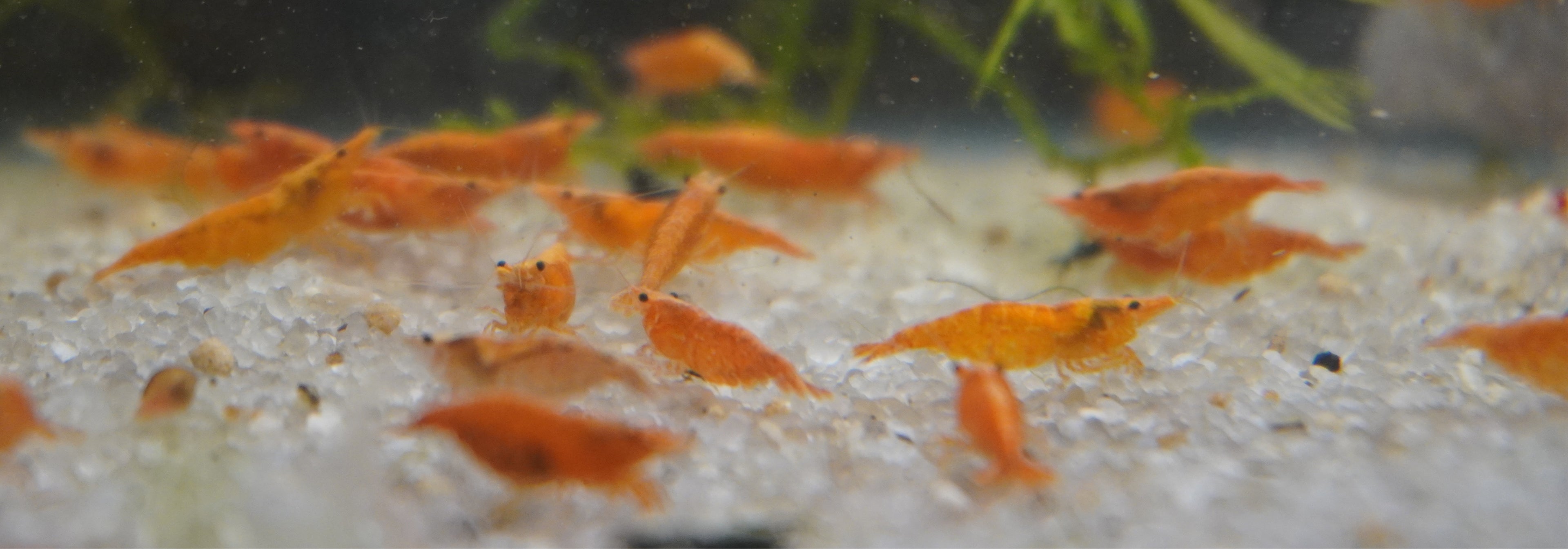 Goldenback Orange Shrimp (.75-1”)