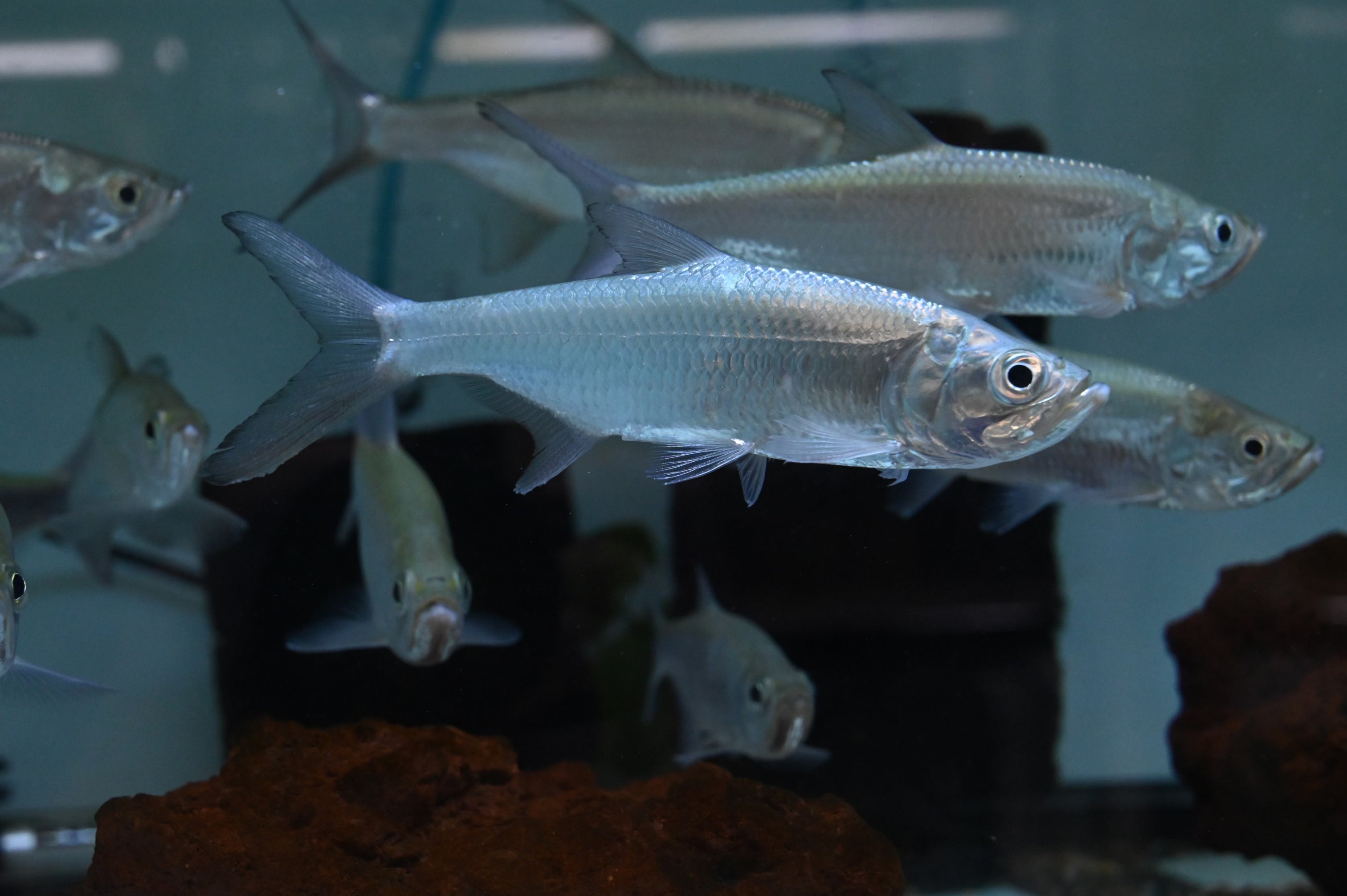 Atlantic Tarpon (7-8”)