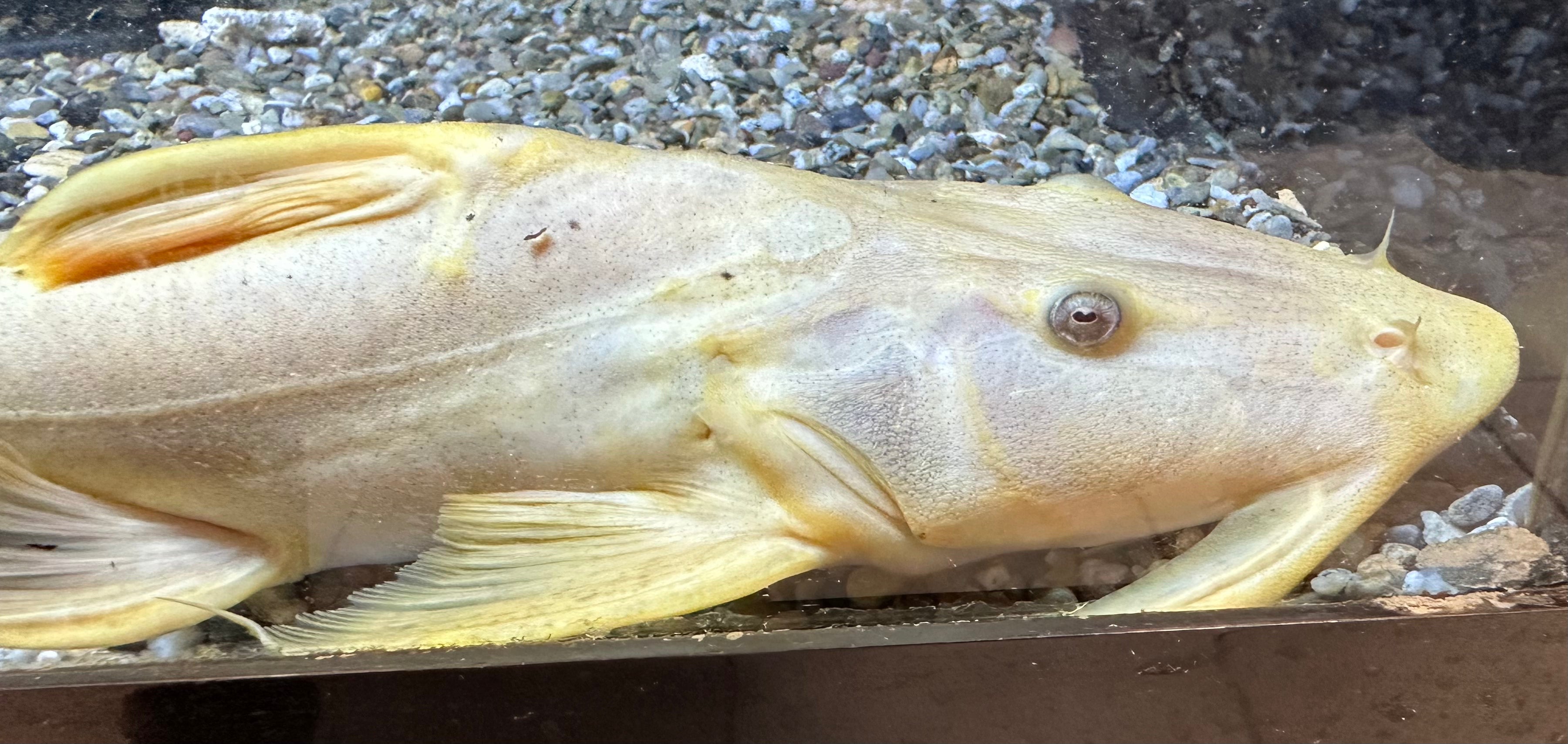 Albino Goonch Catfish (12-13”)