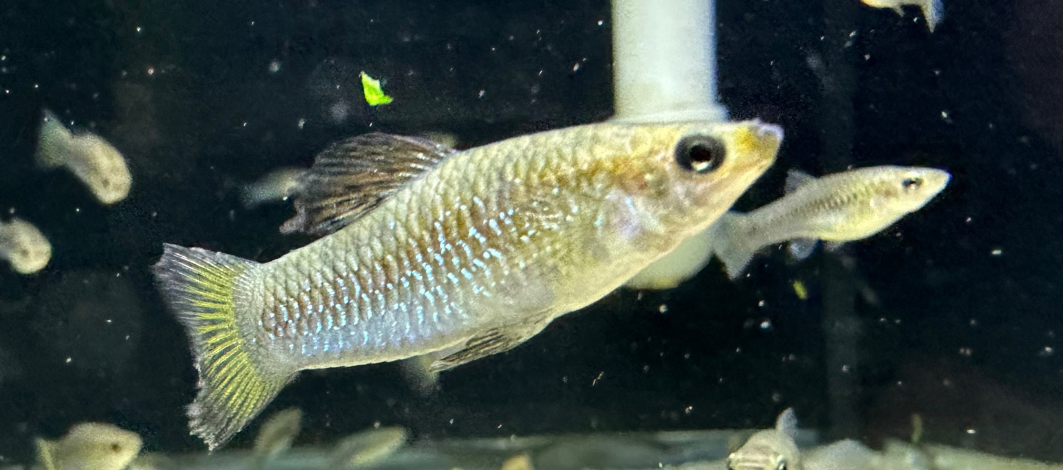 “Limia perugia” Livebearer (1.5”)