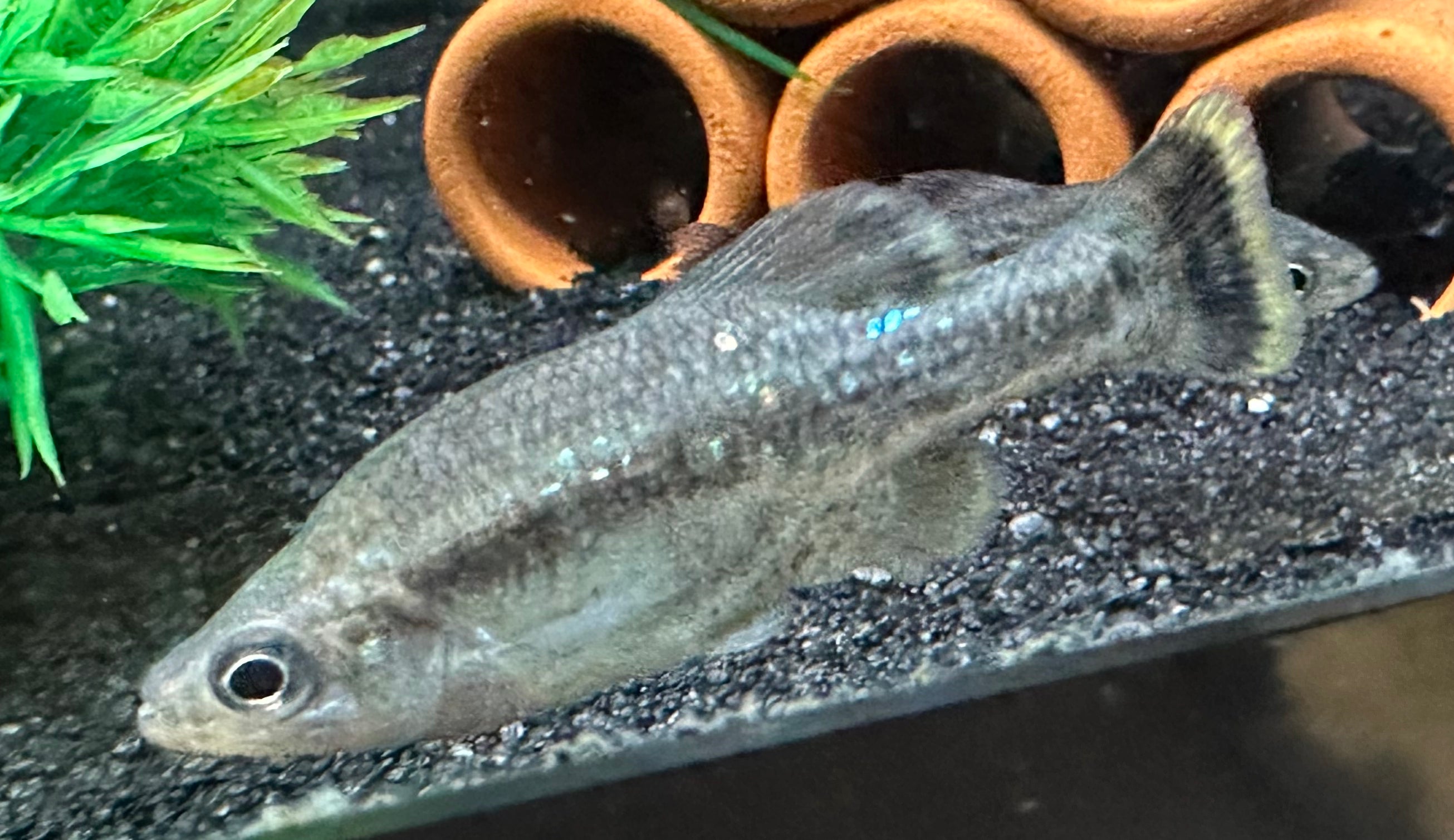 Goodied Livebearer (1.5”)