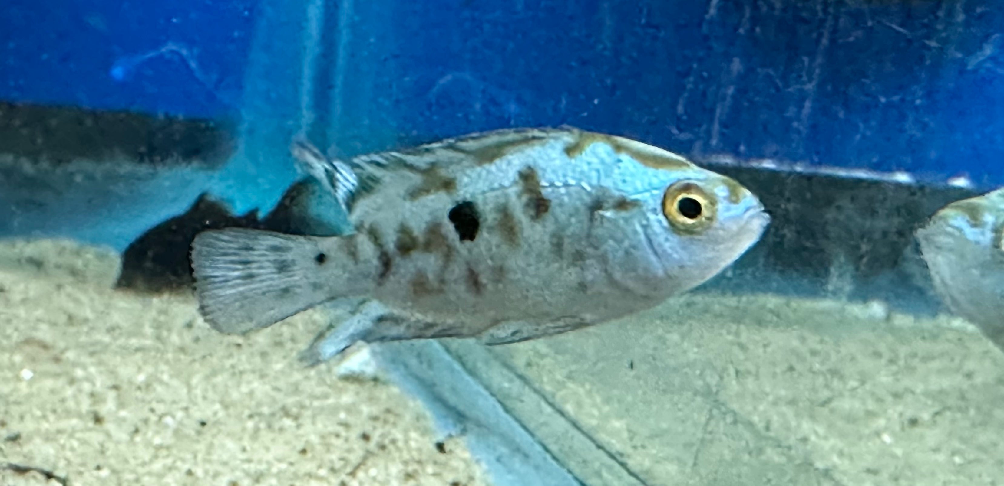 Electric Blue Jack Dempsey (1.5”)