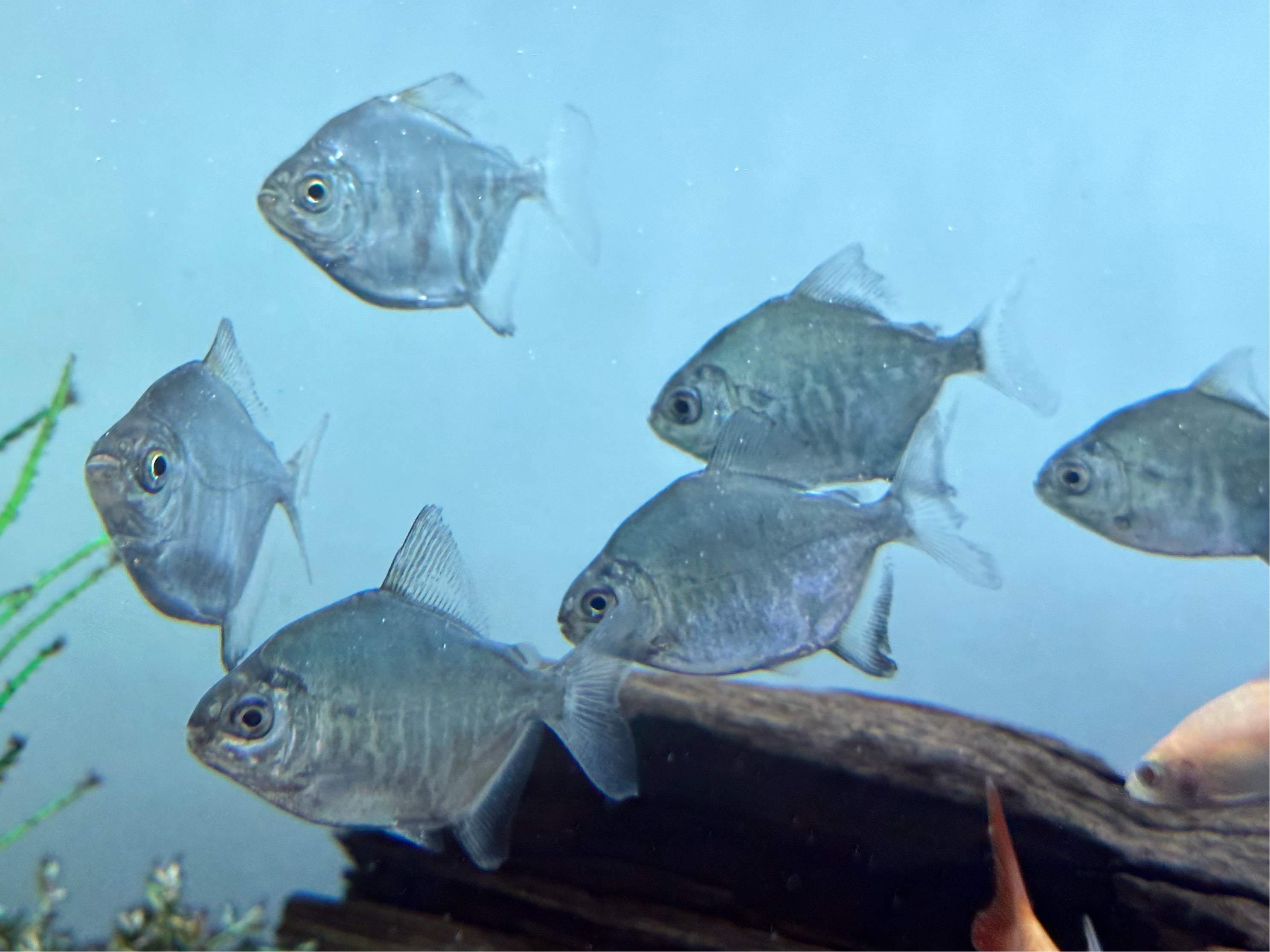Tometes ancylorhynchus (2”)