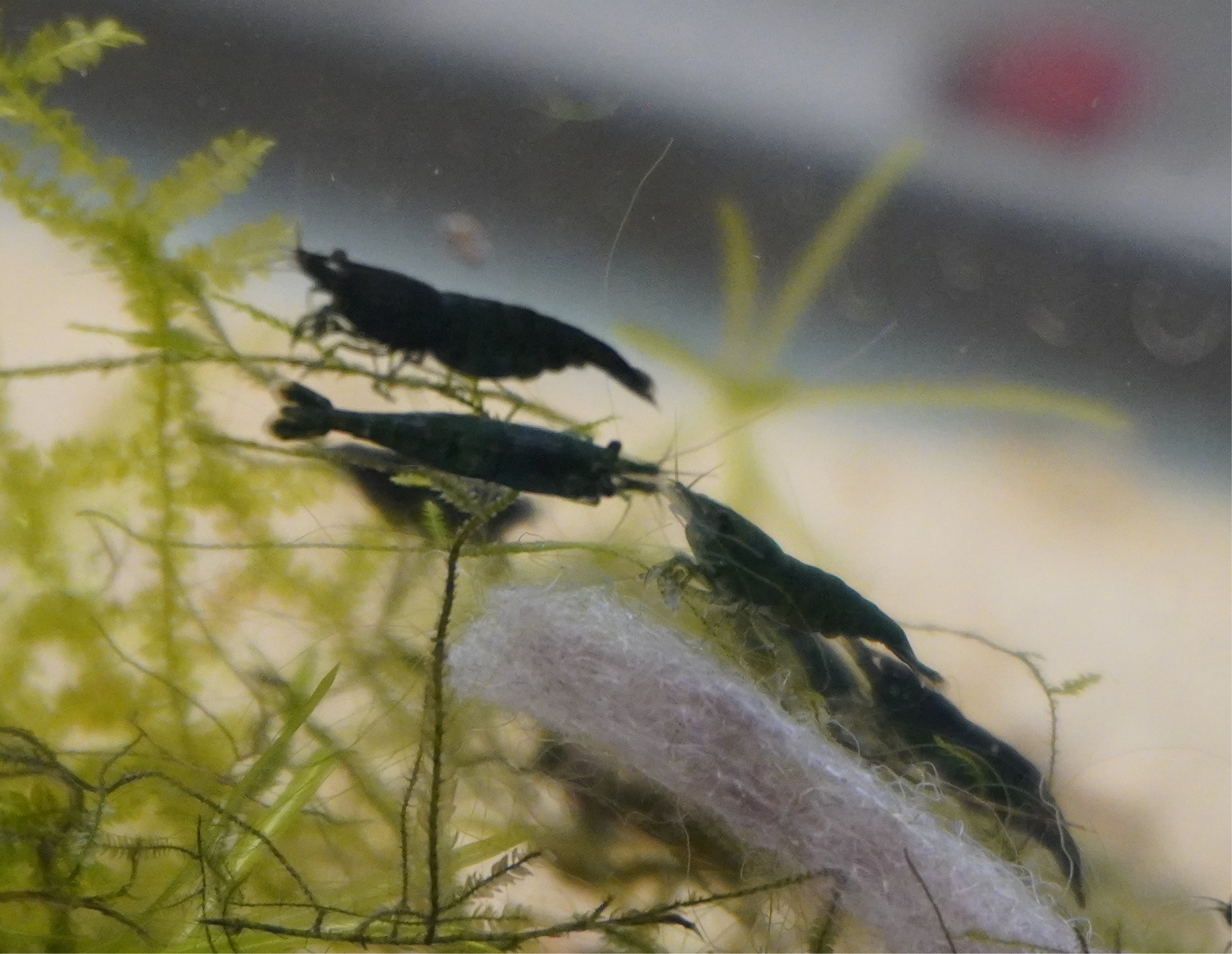 Green Jade Neocardinia Shrimp (.75”)
