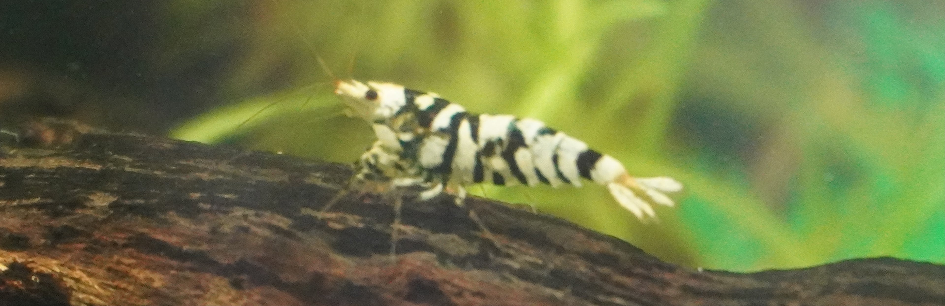 Black Fancy Tiger Cardinia Shrimp (.75-1”)