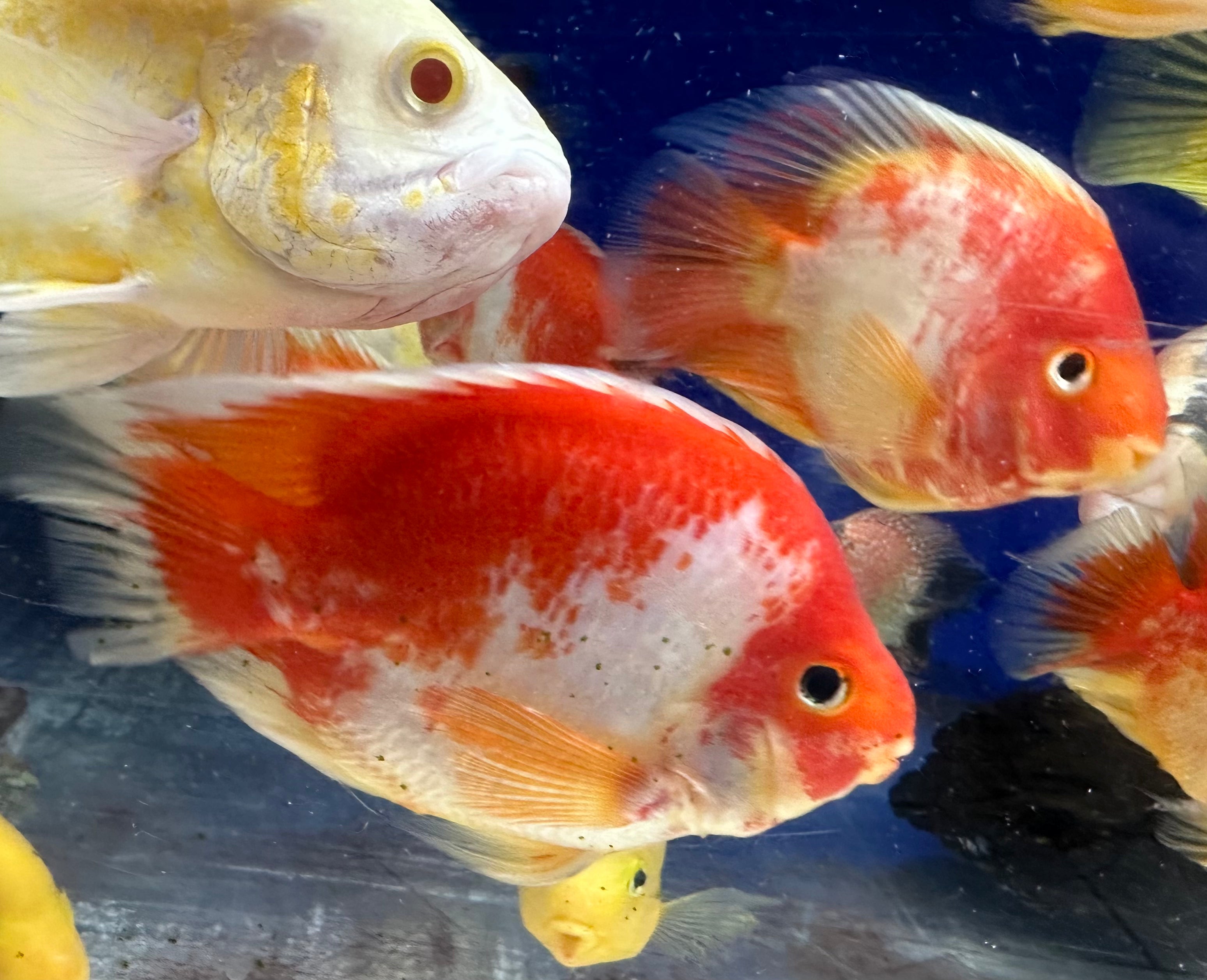 Red/White Parrot (5-5.5”)