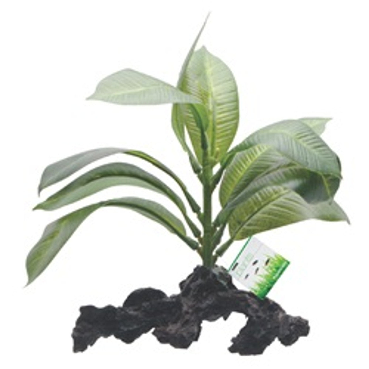 Fluval Decorative Plants-Anubias on Root (7”)
