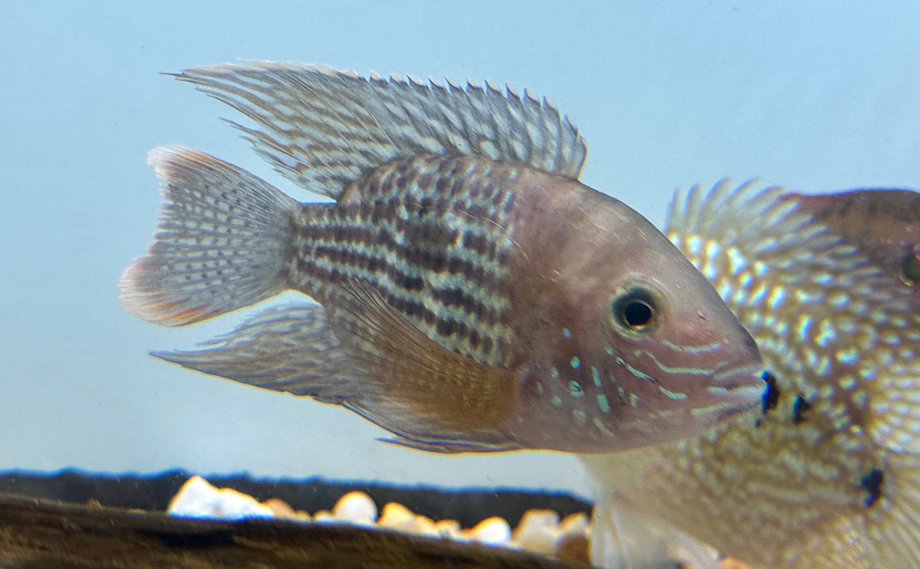 SB Green Terror (3.5-4”)