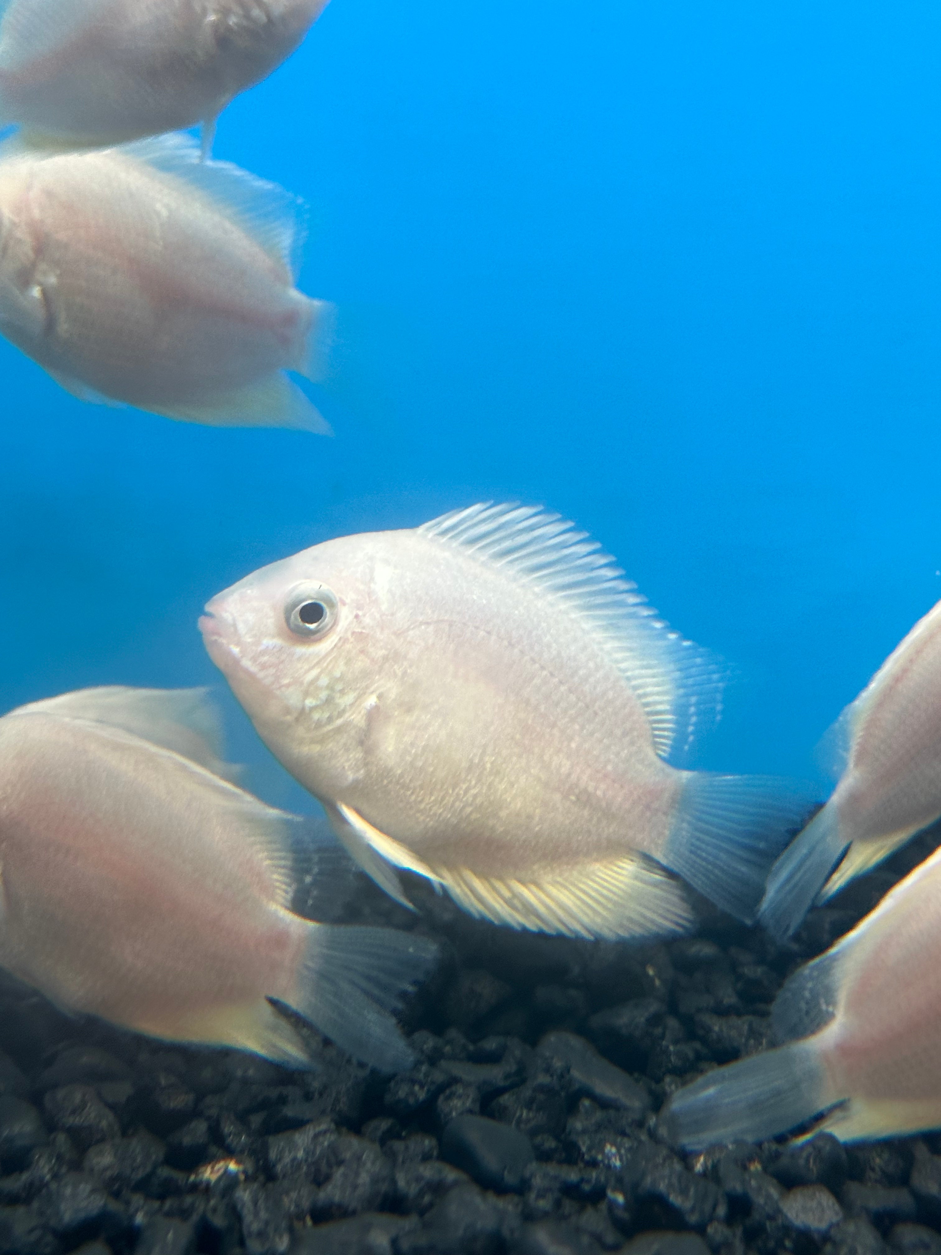 Gold Severum (2”)