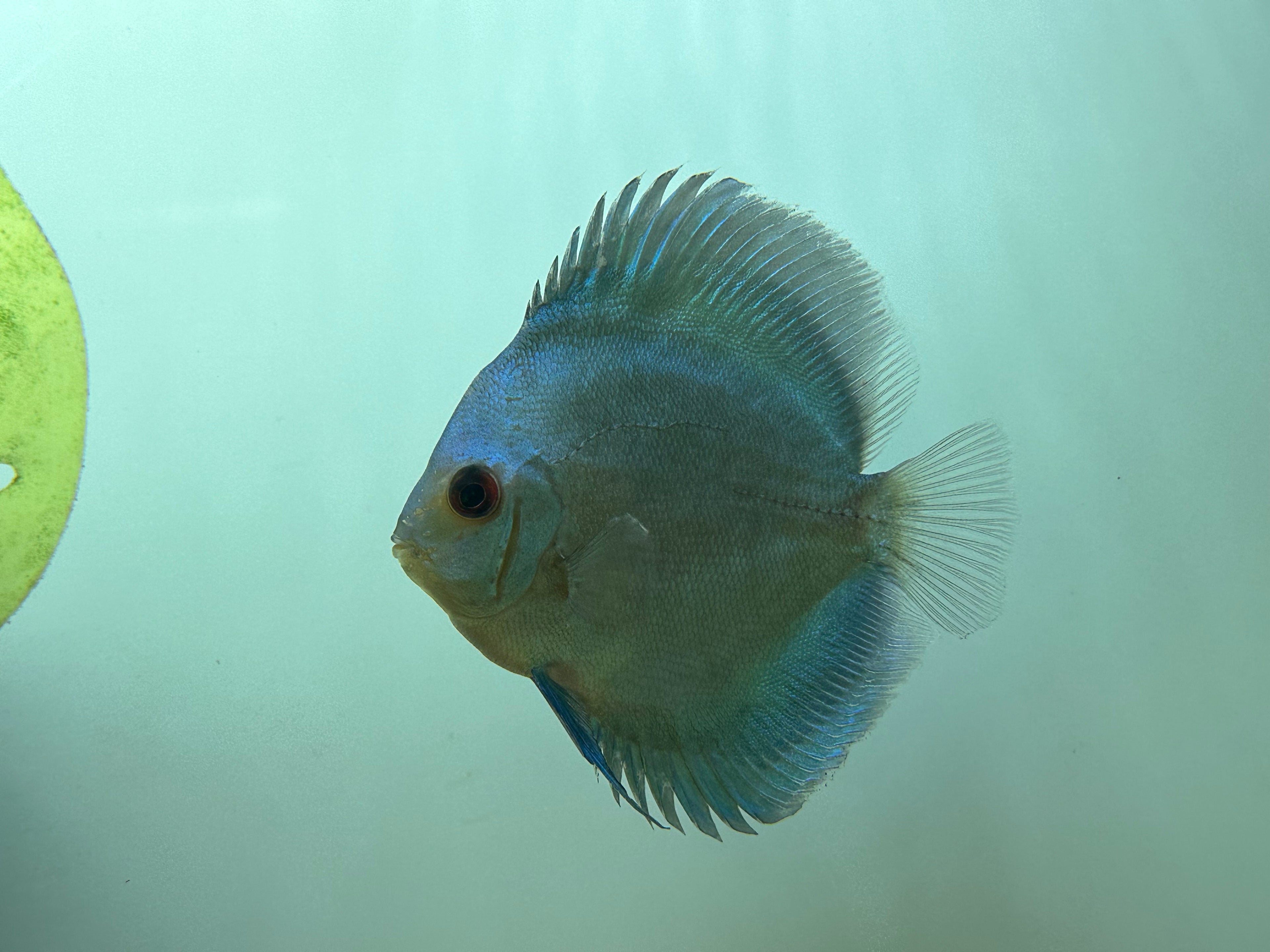 Blue Diamond Discus (4-5”)