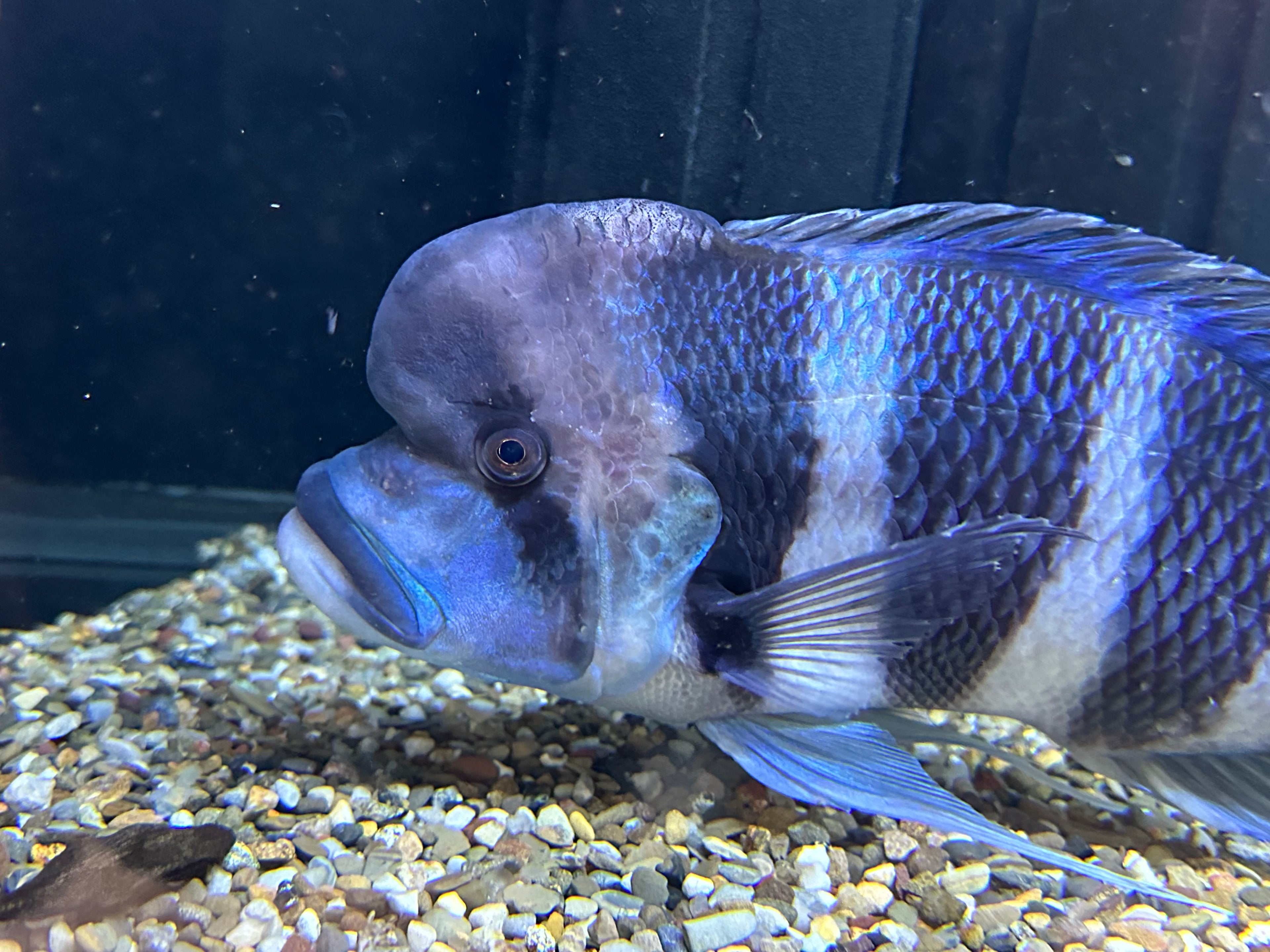 XXL Mpimbwe Frontosa (12”+)