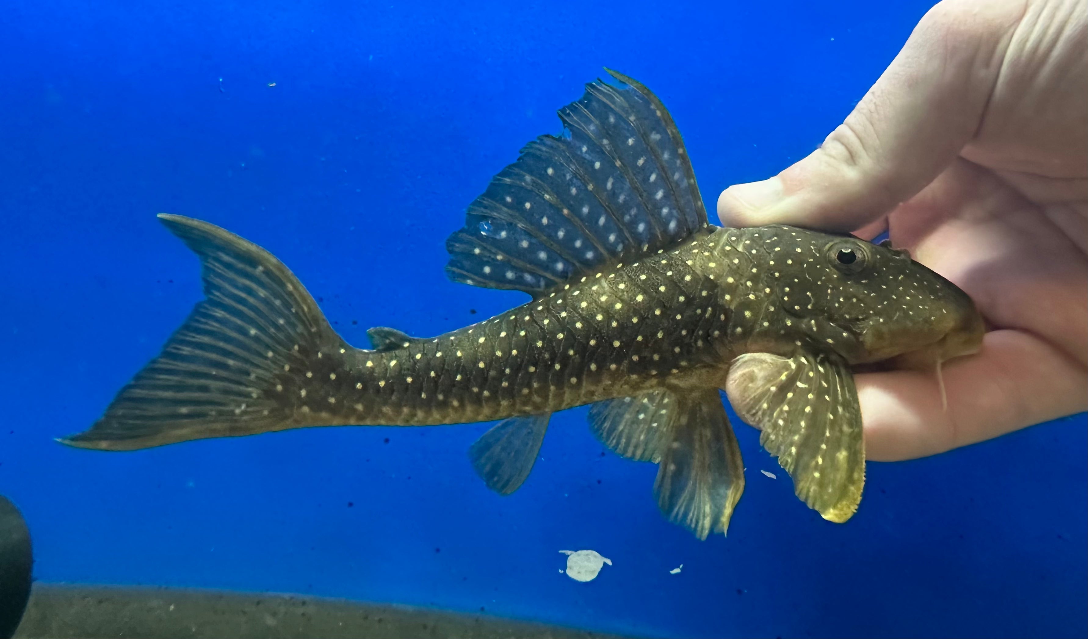 L133 Scobinancistrus sp Pleco (8”)