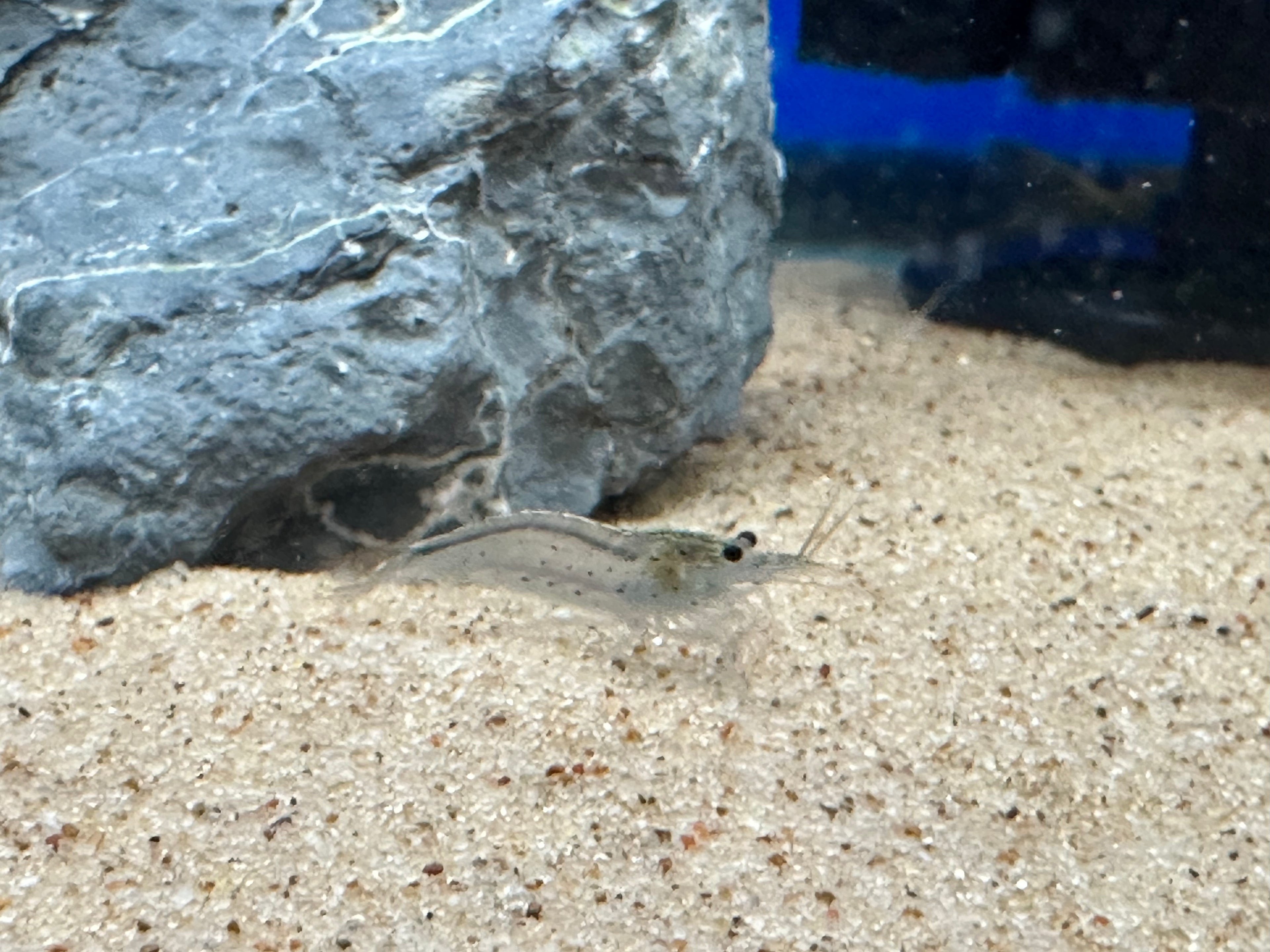 Amano Shrimp (.75-1”)
