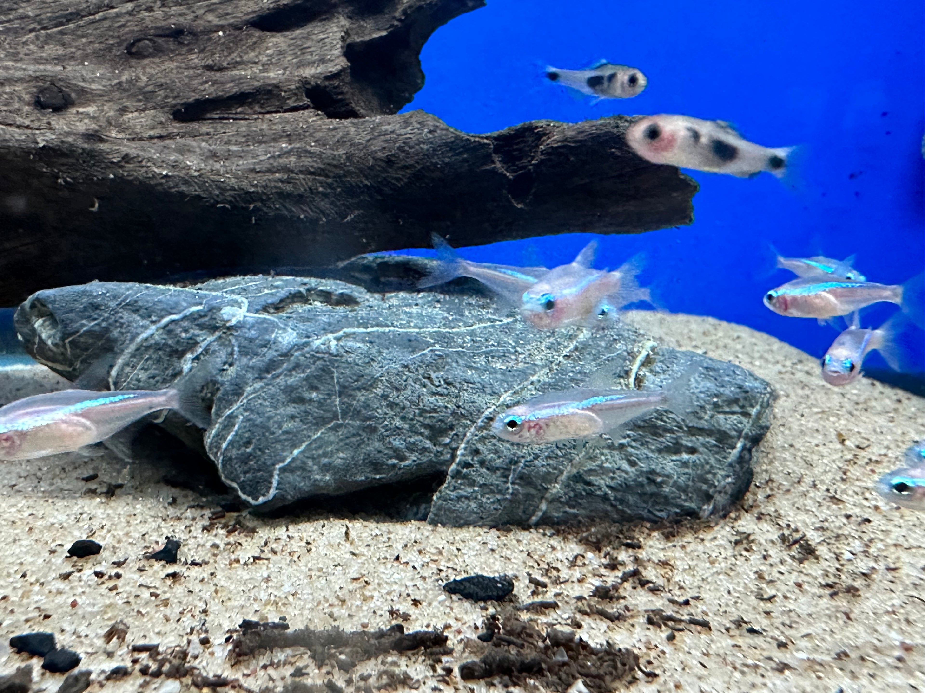 White Neon Tetra (.75-1”)