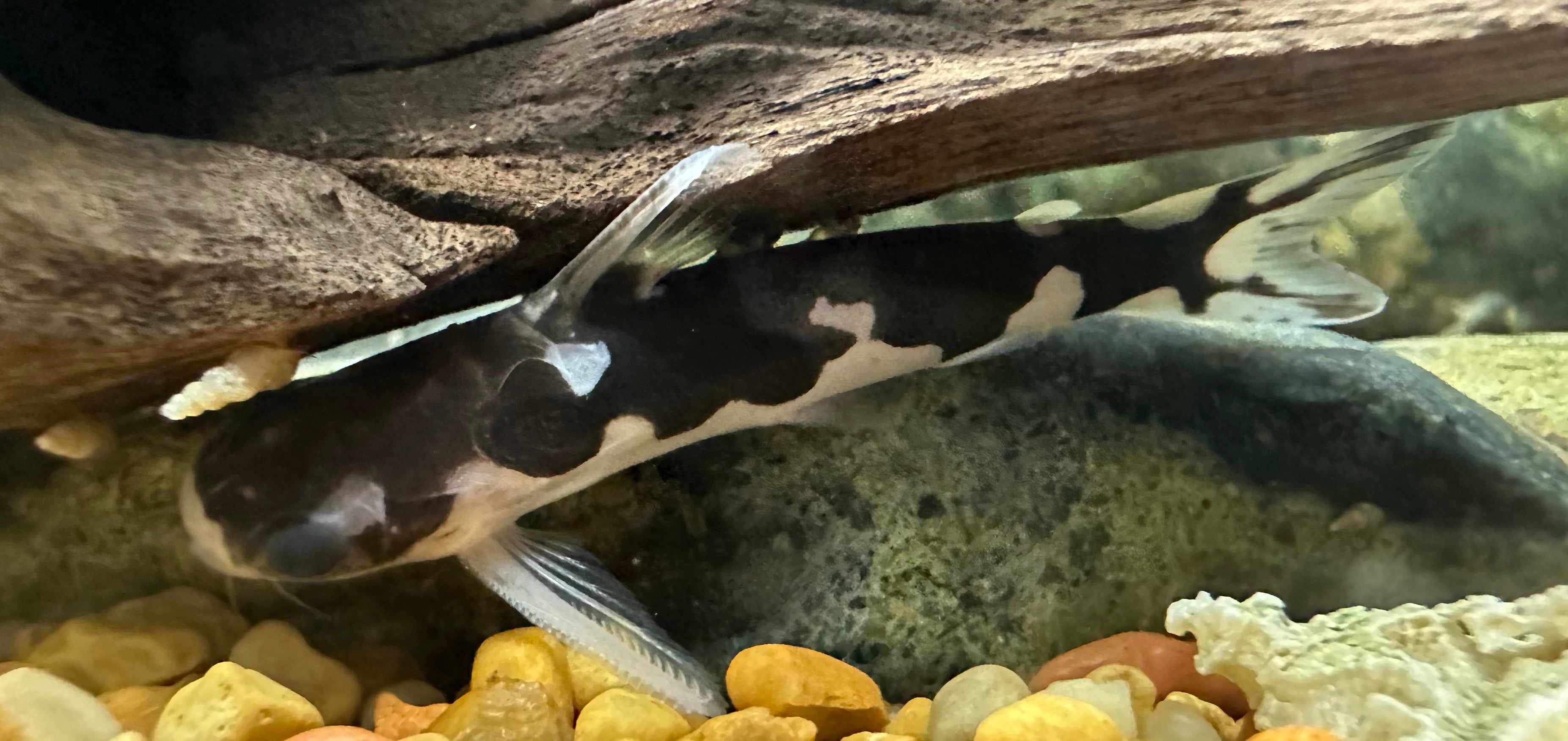 Orca Driftwood Catfish (2.5”)
