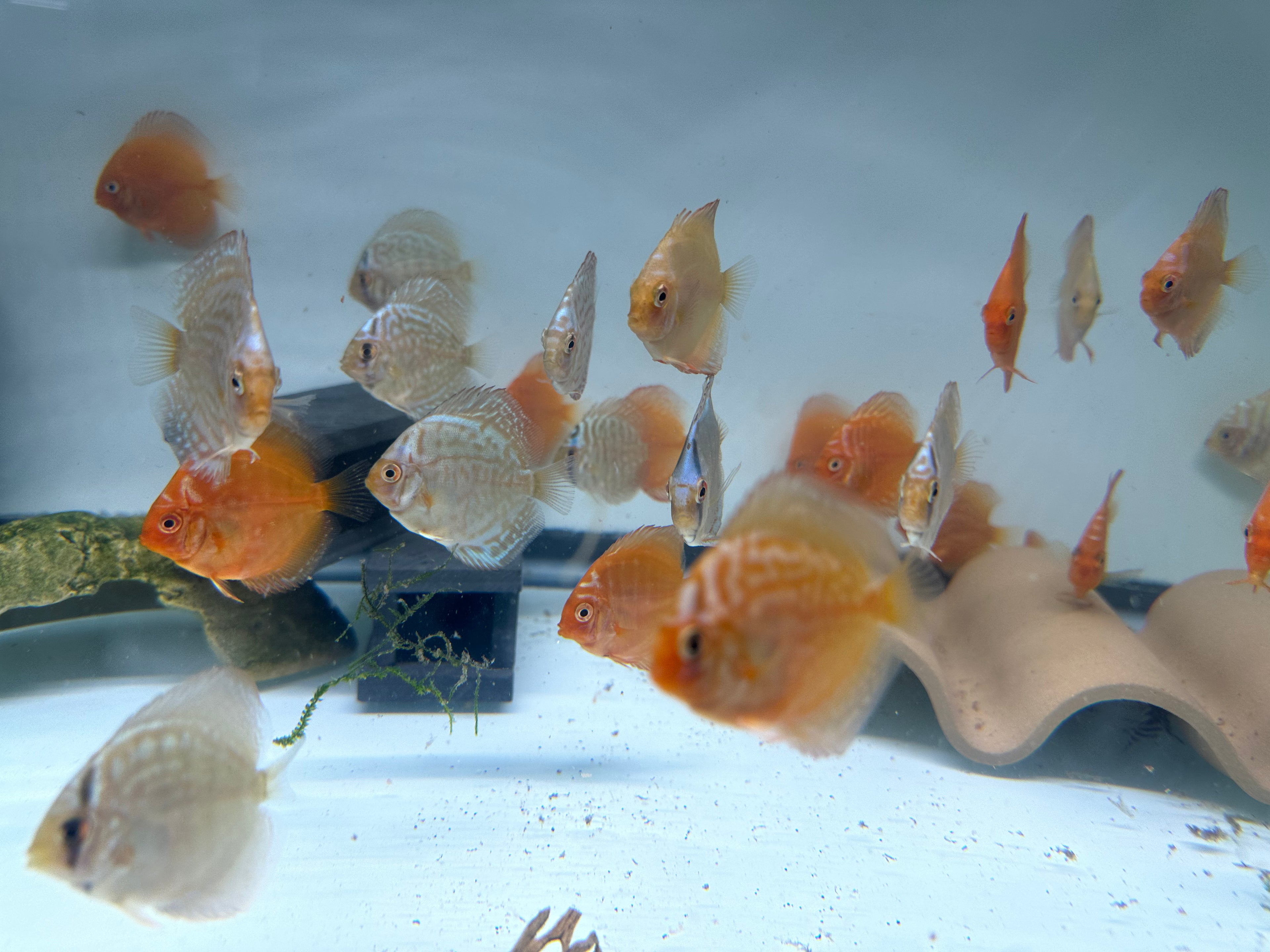 Assorted Juvenile Discus (2-2.25”)