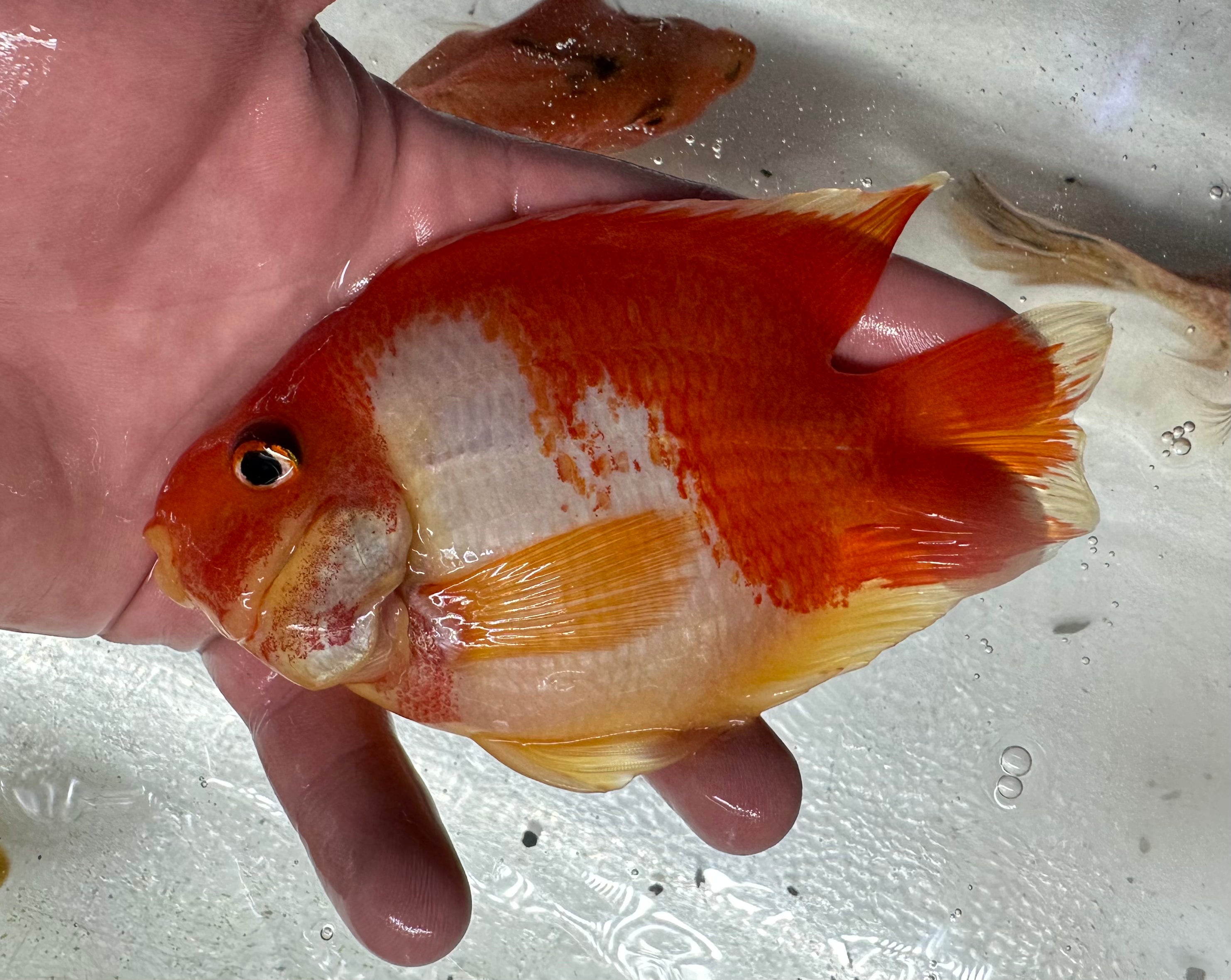 Red/White Parrot (5-5.5”)