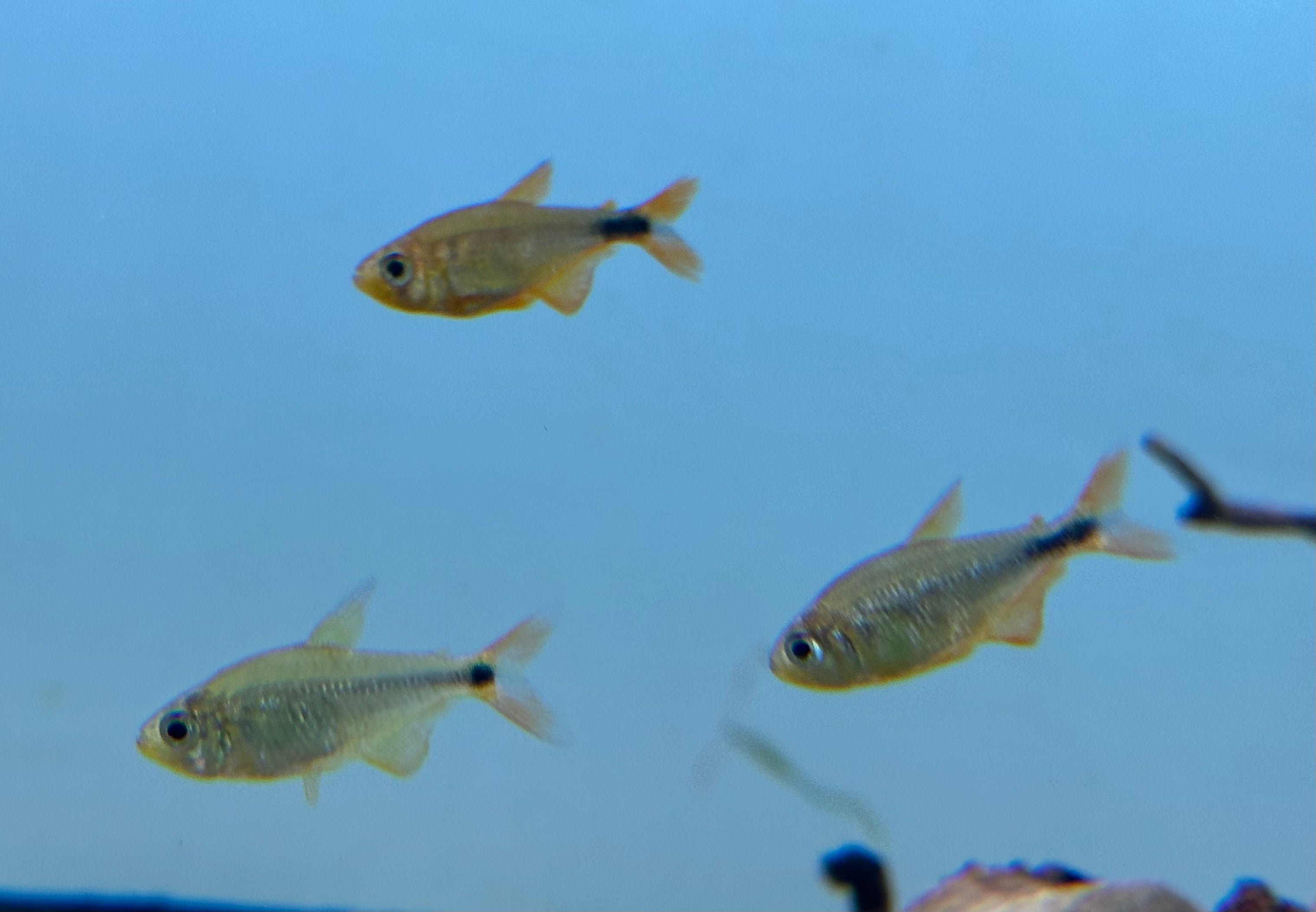 Hansenid Tetra (1.25”)
