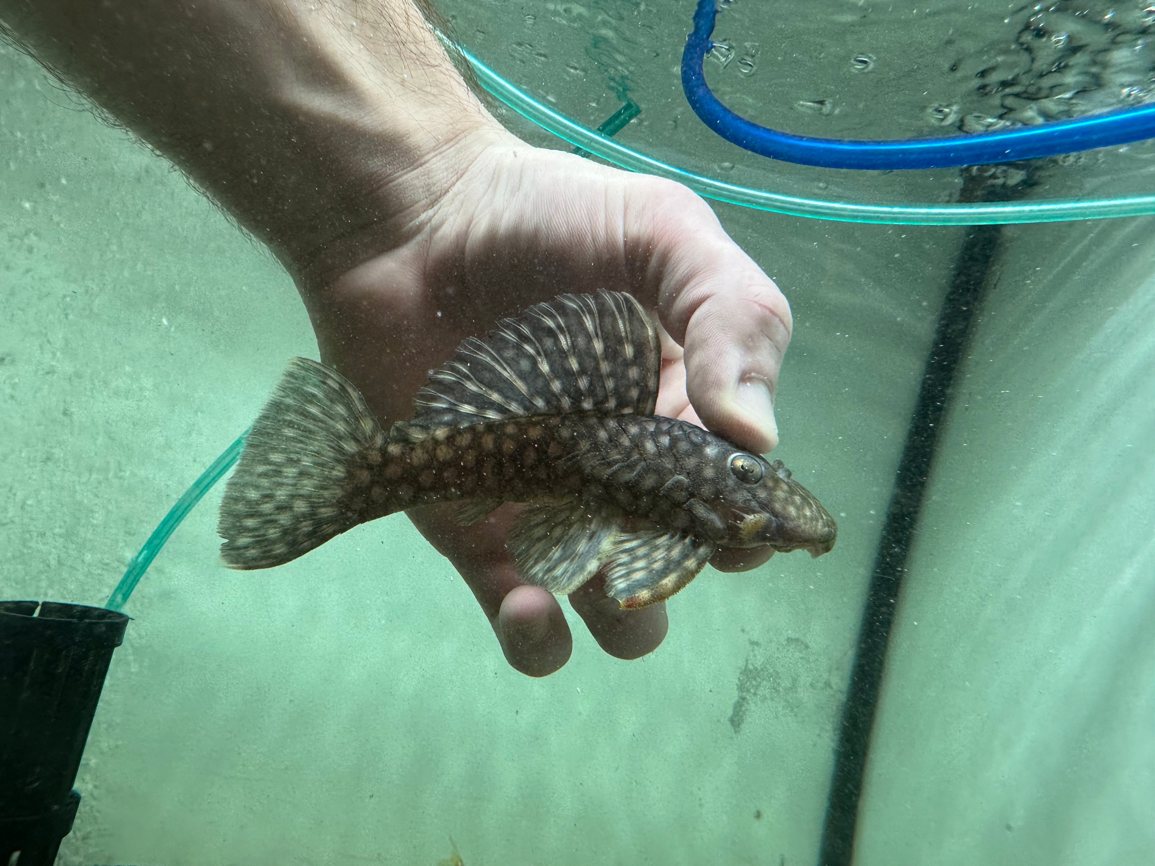 L020 Polkadot Pleco (4.5”)