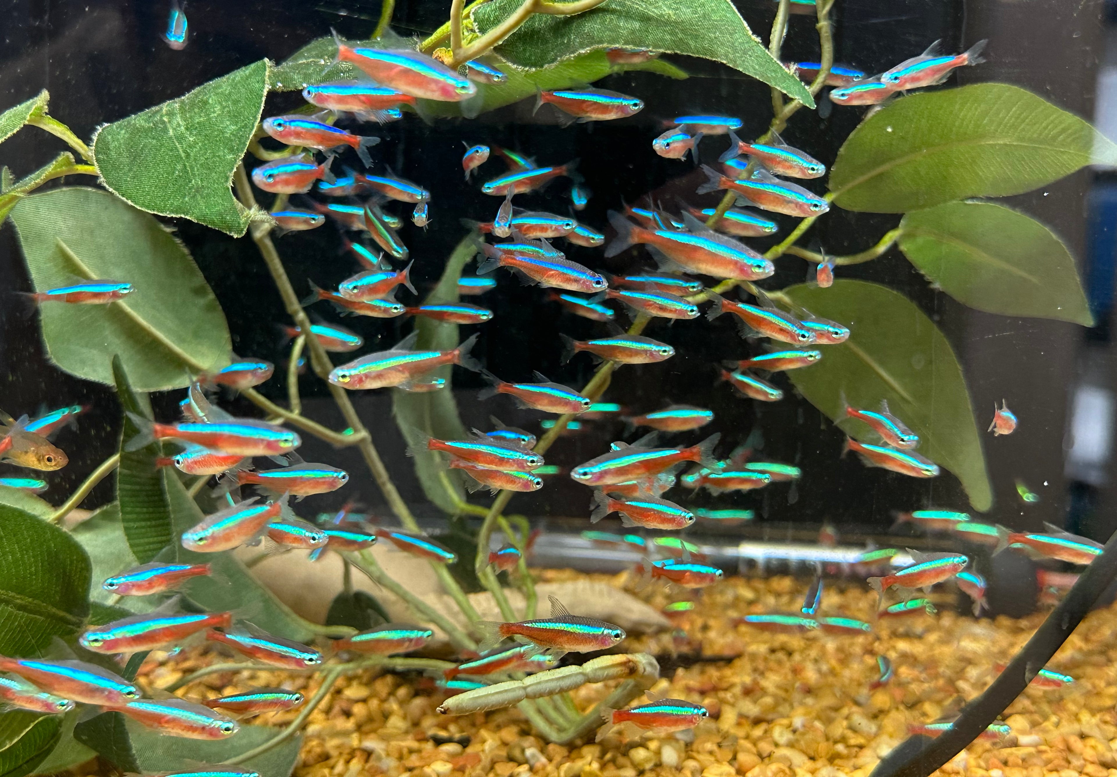 Large Cardinal Tetra (1-1.25”)
