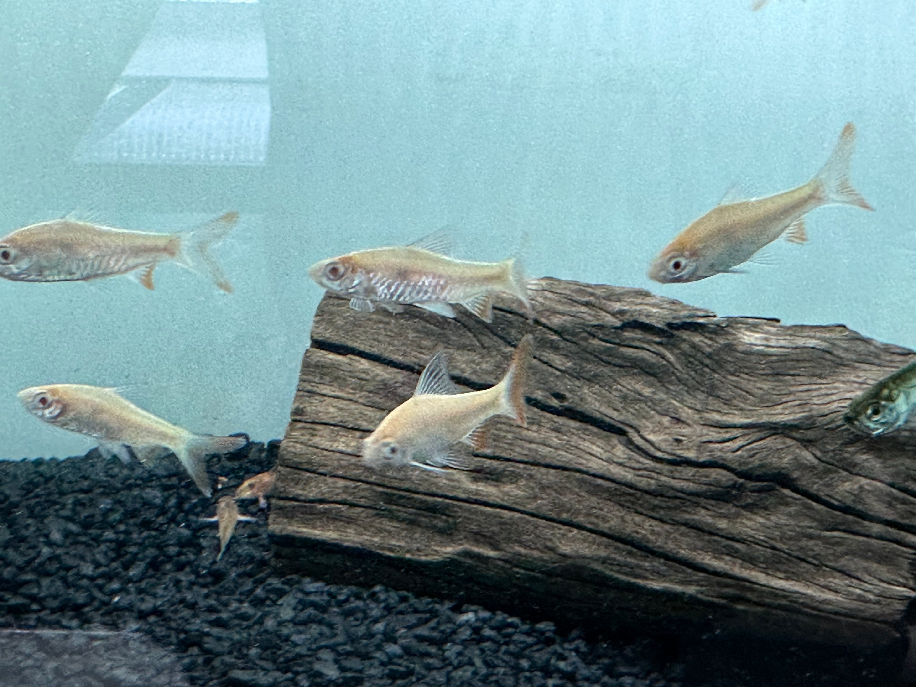 Albino Arulius Barb (2”)