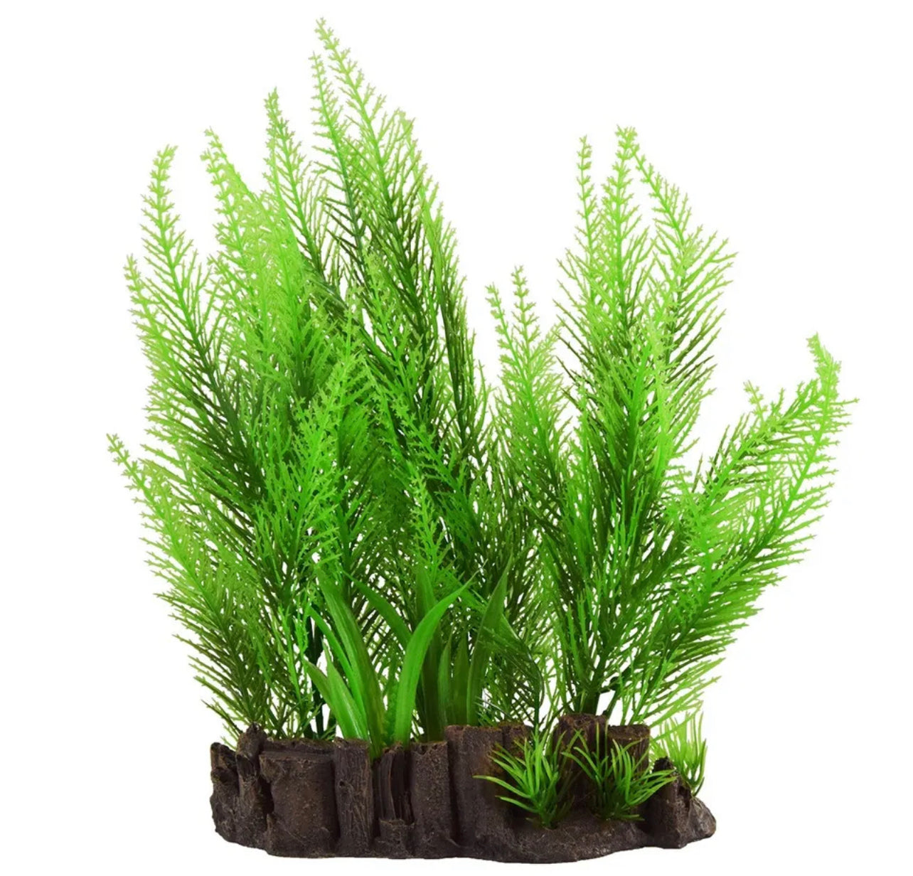 UT Feather Ferns