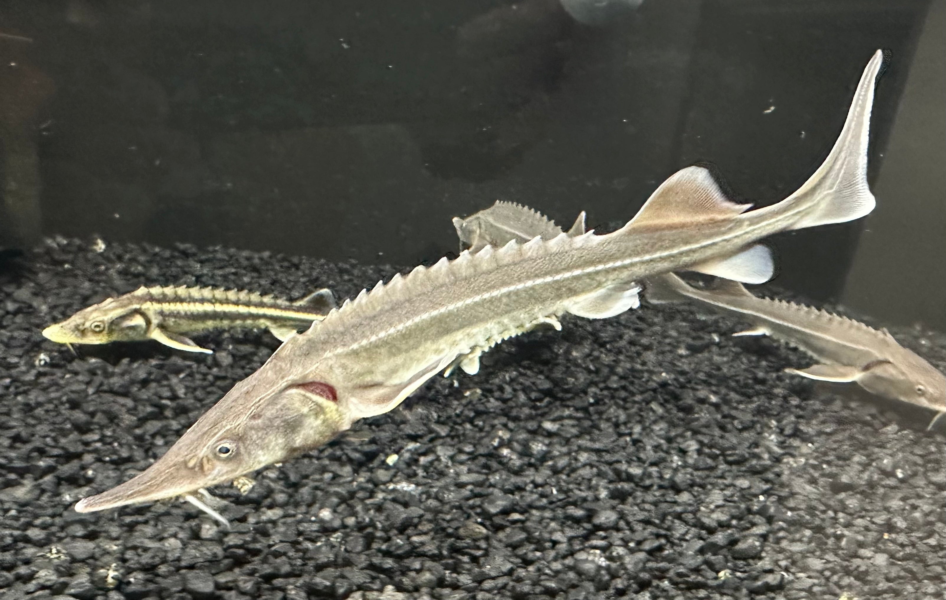 Siberian Sturgeon (10-12”)