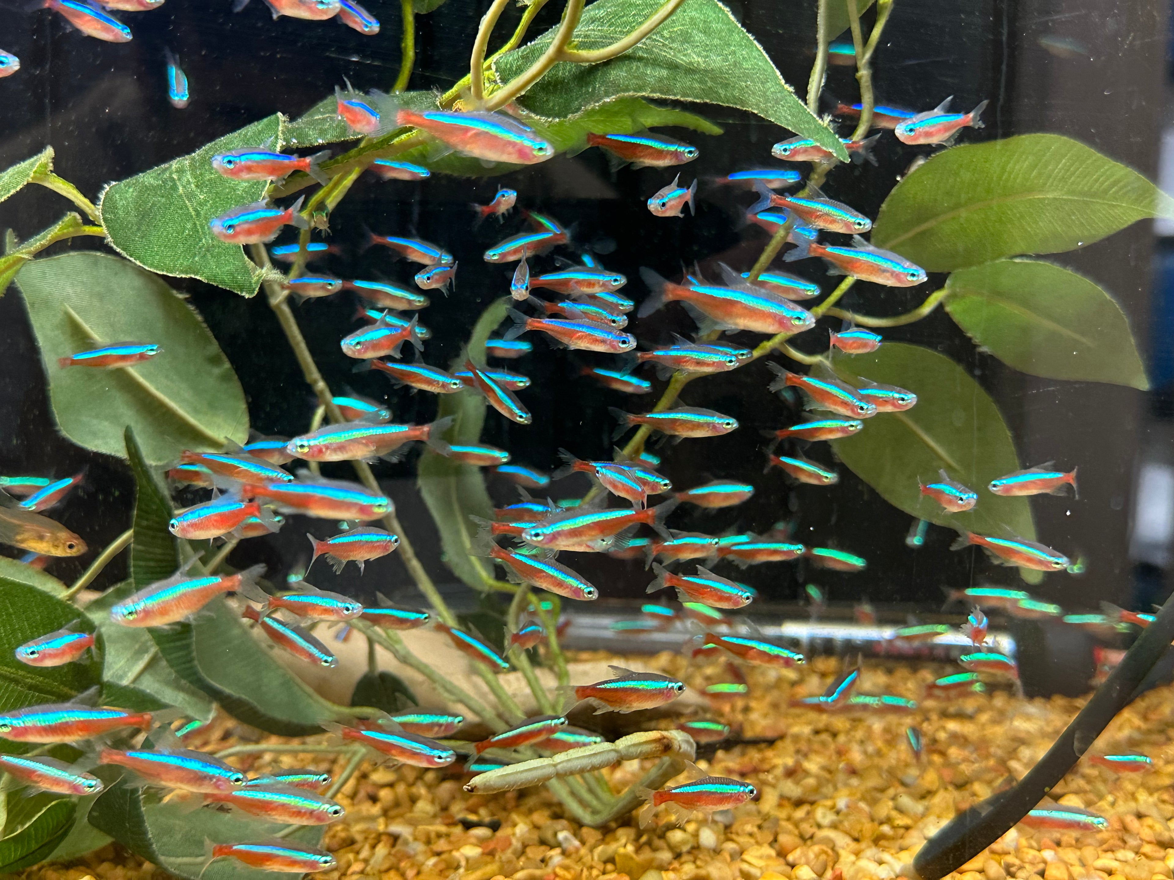 WC Cardinal Tetra (.5-.75”)