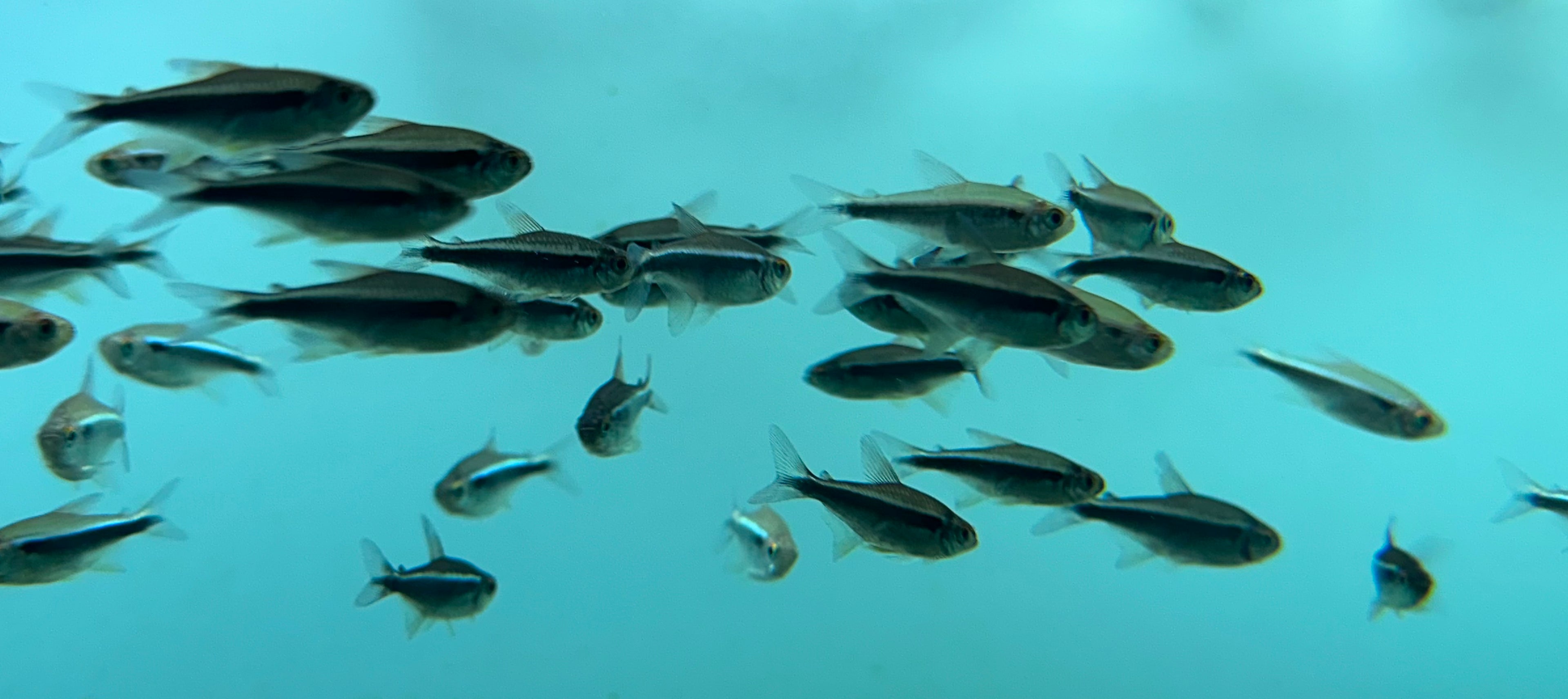 Black Neon Tetra (1”)