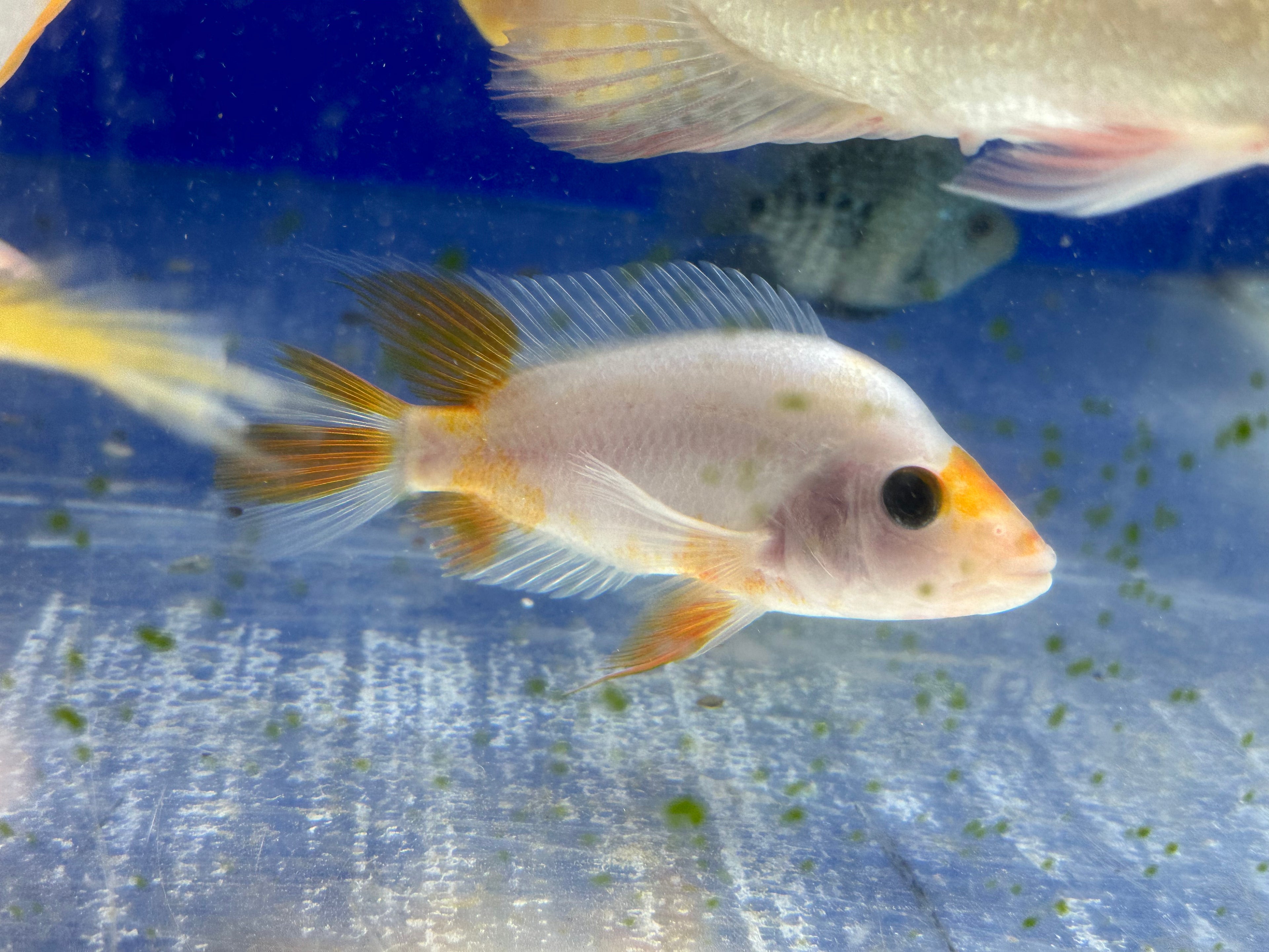 Creamsickle Midas (5.5-6”)