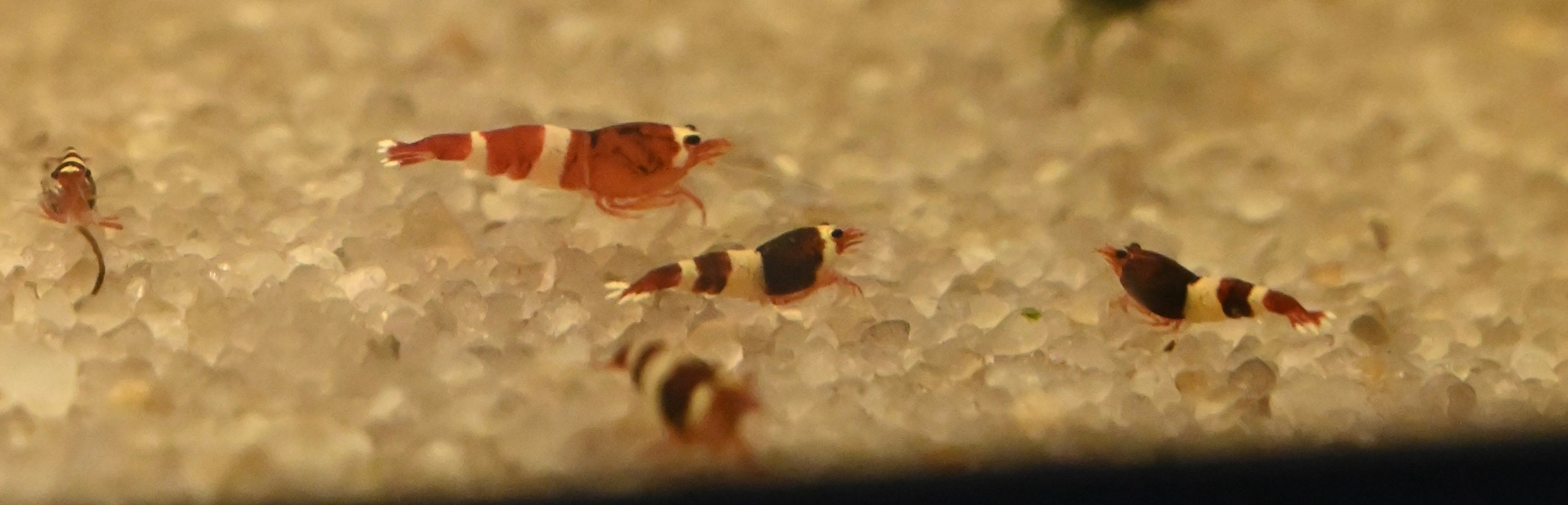 Panda Red King Kong Cardinia Shrimp (.75”)
