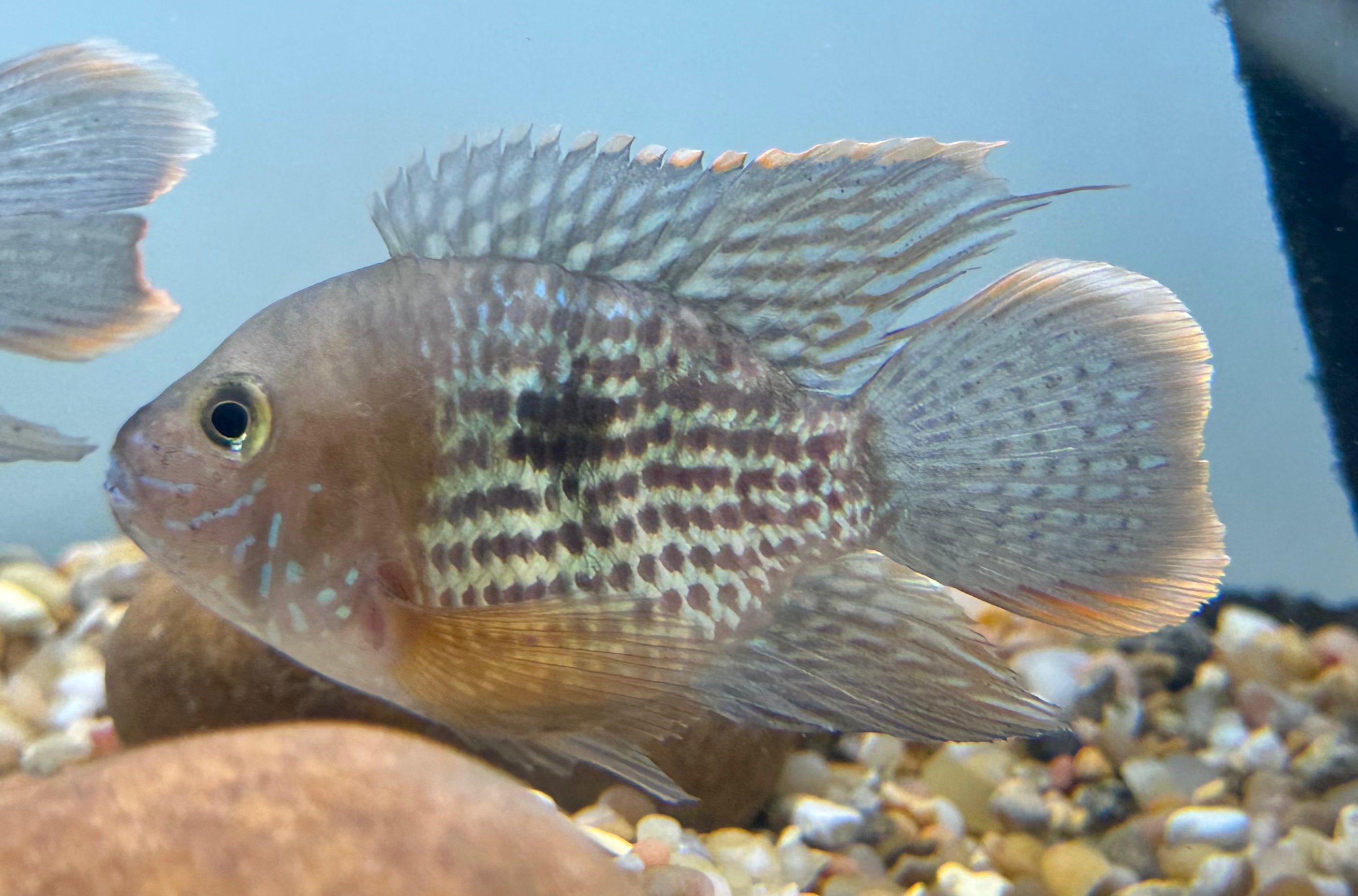 SB Green Terror (3.5-4”)