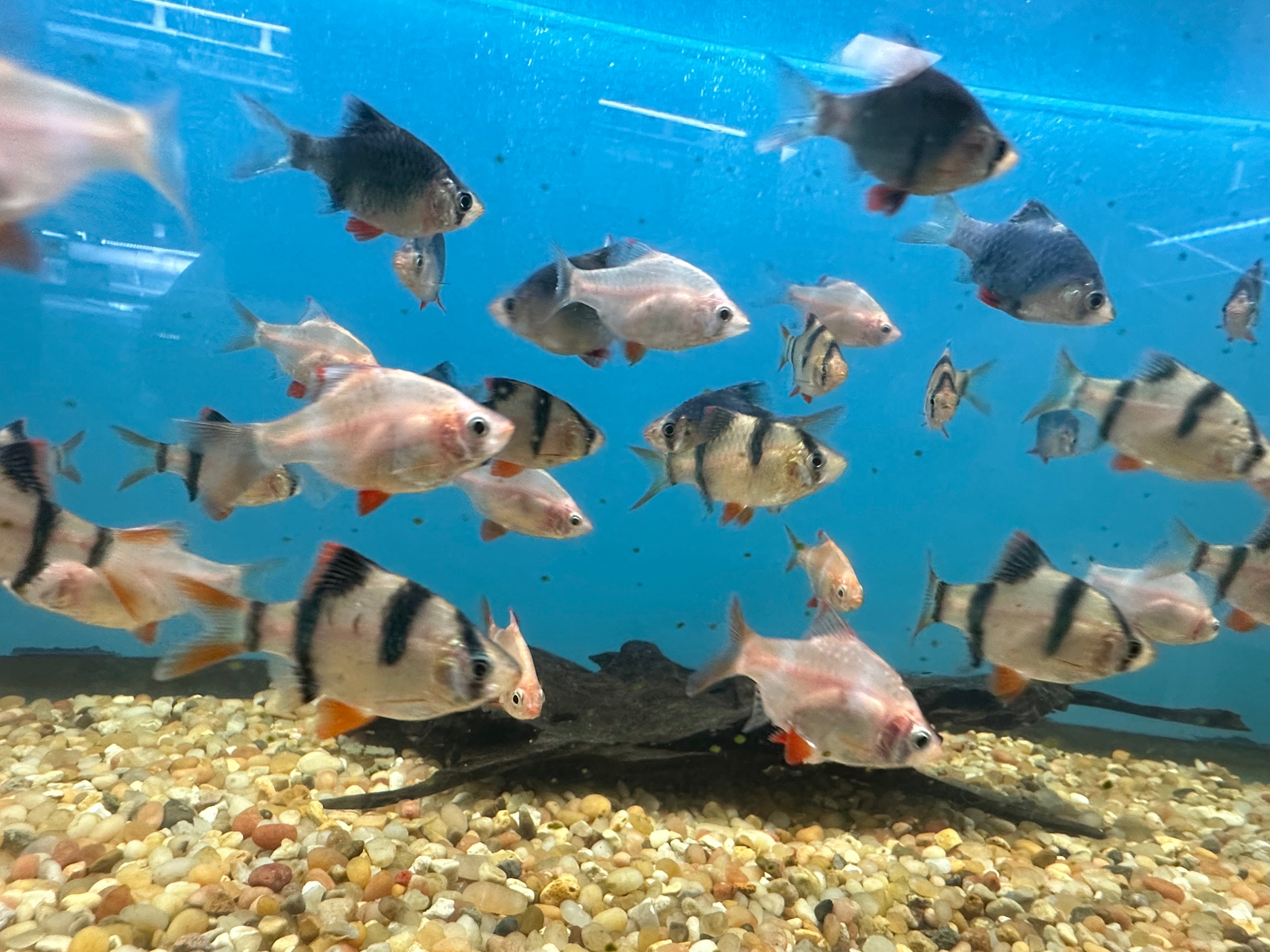 Tiger Barbs (1.5”)