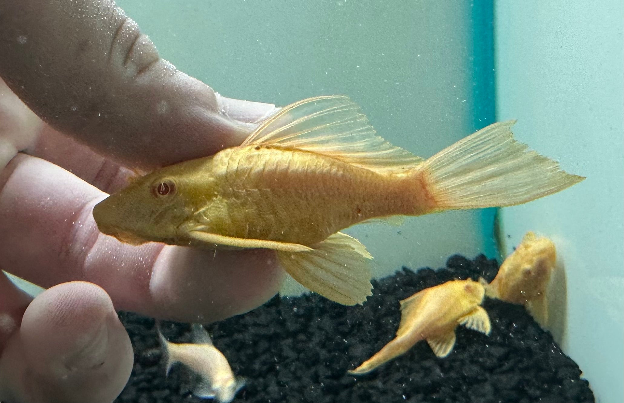 Shortbody Albino Gibbiceps Pleco (2.5”)