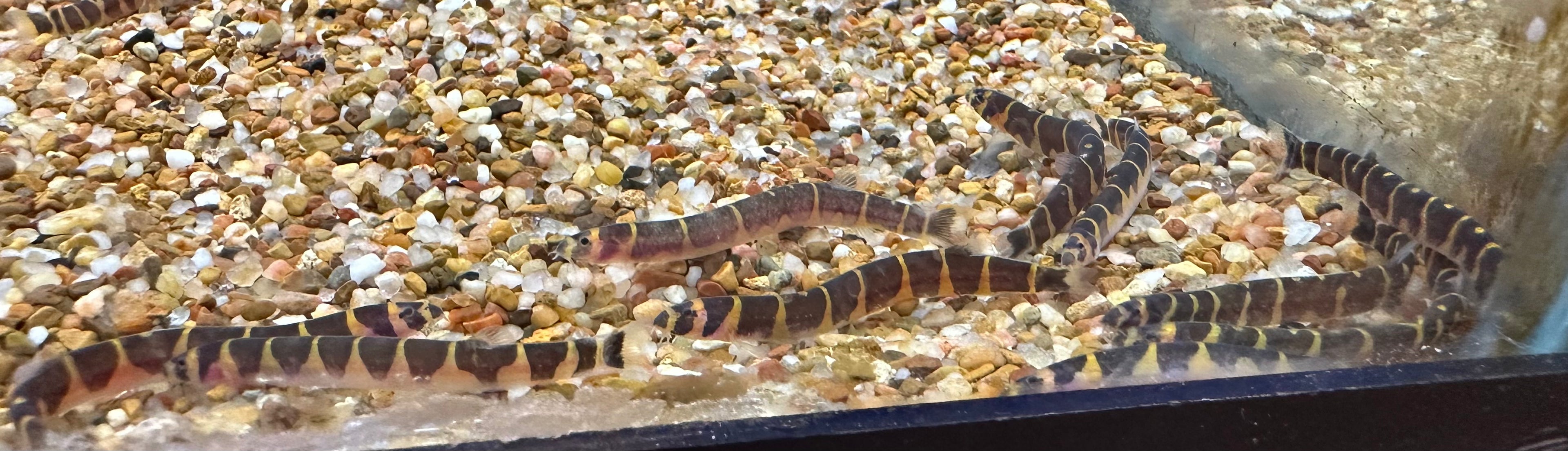 Kuhli Loach (2”+)