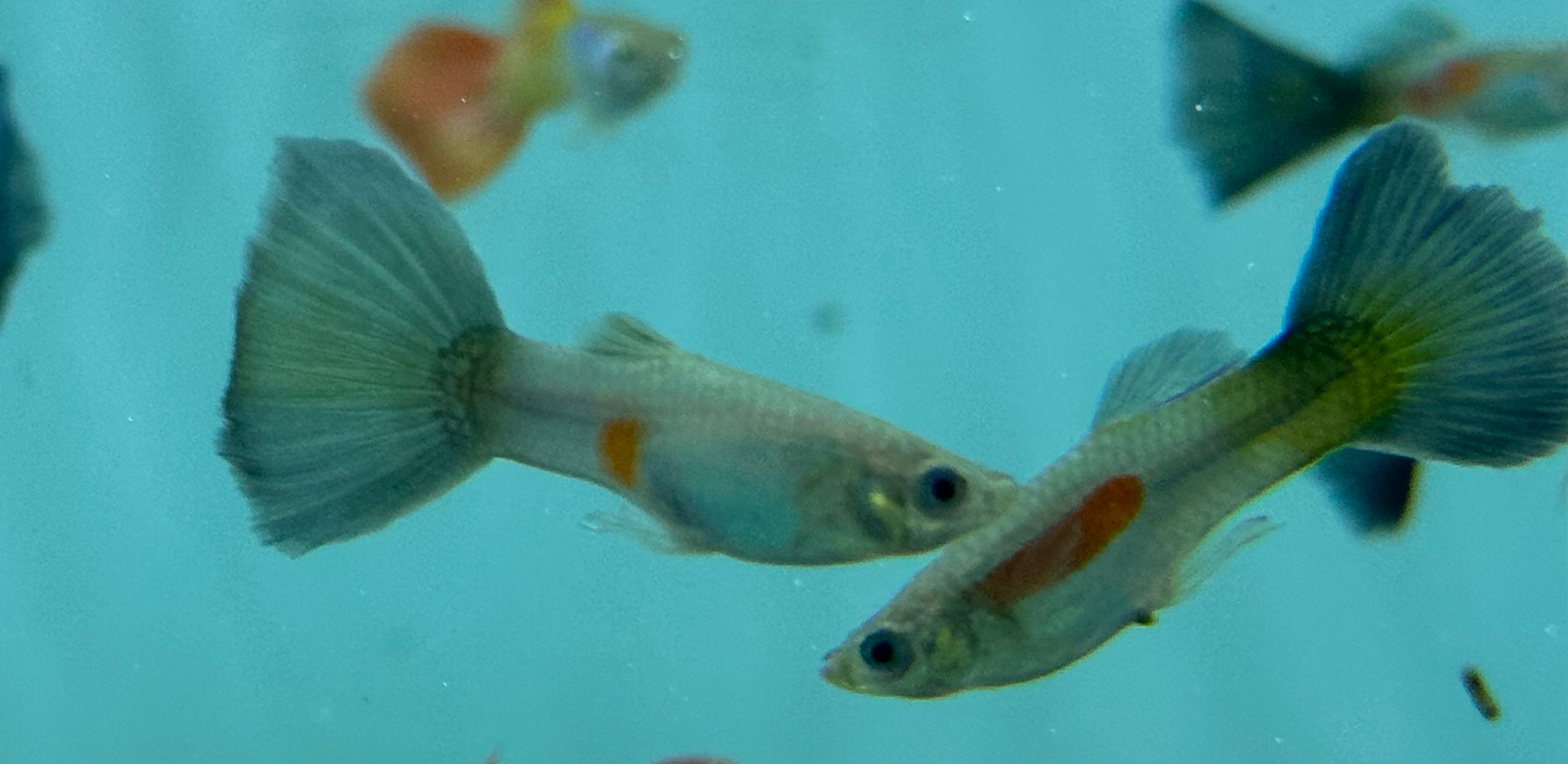 Purple Queen Guppy (1-1.25”)