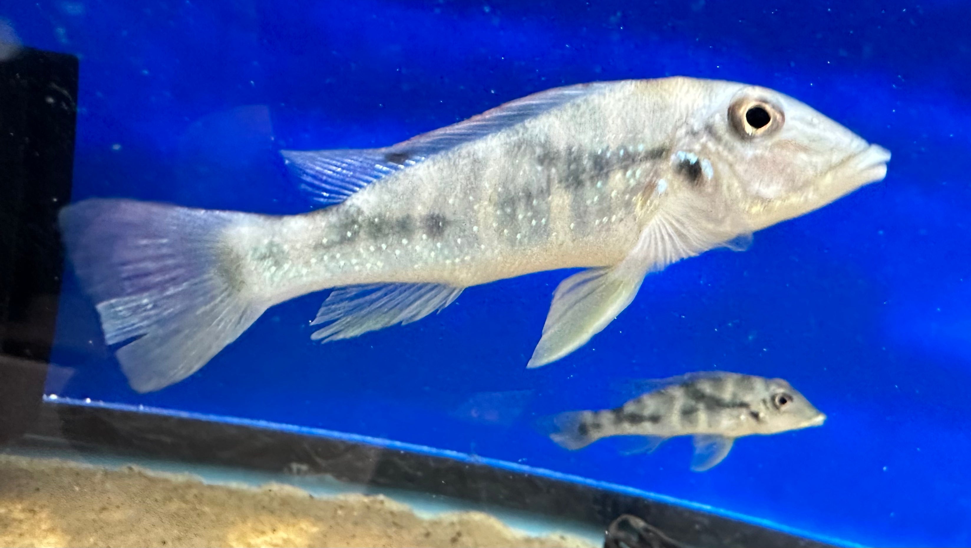 Retroculus Lapidifer (2.5-3”)